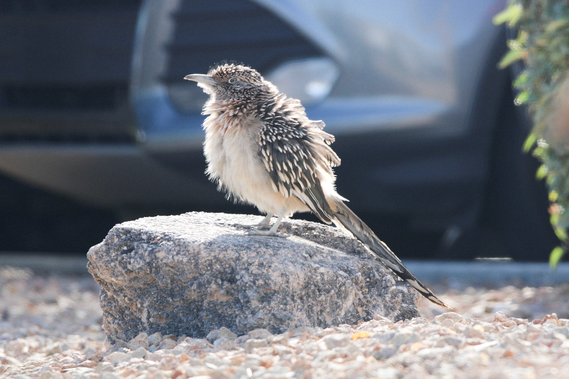 Greater Roadrunner