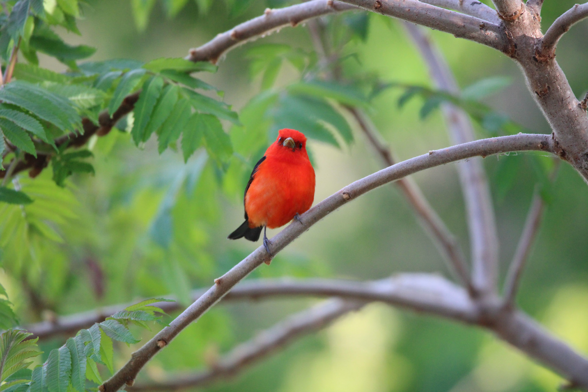 Scarlet Tanager