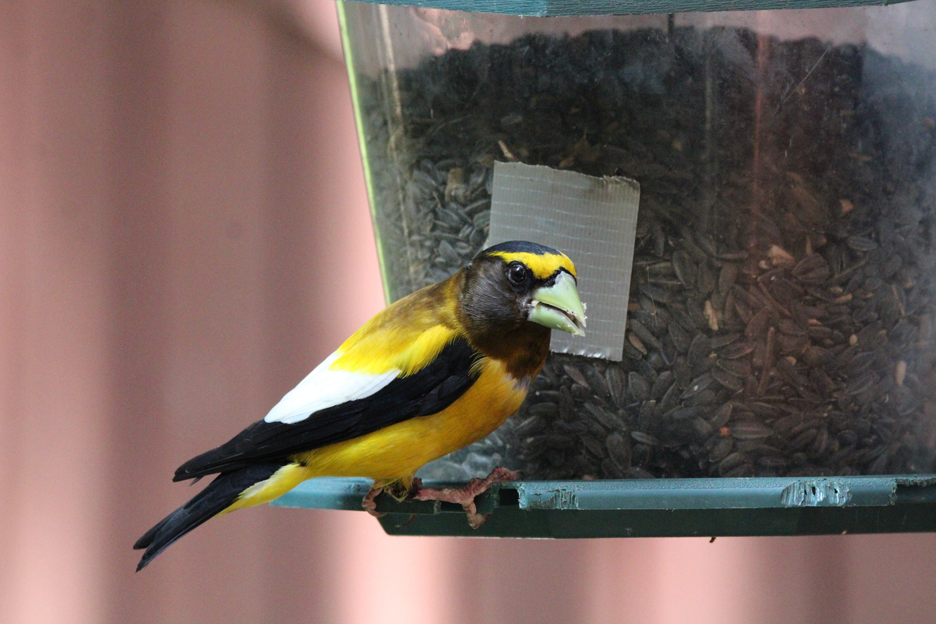 Evening Grosbeak