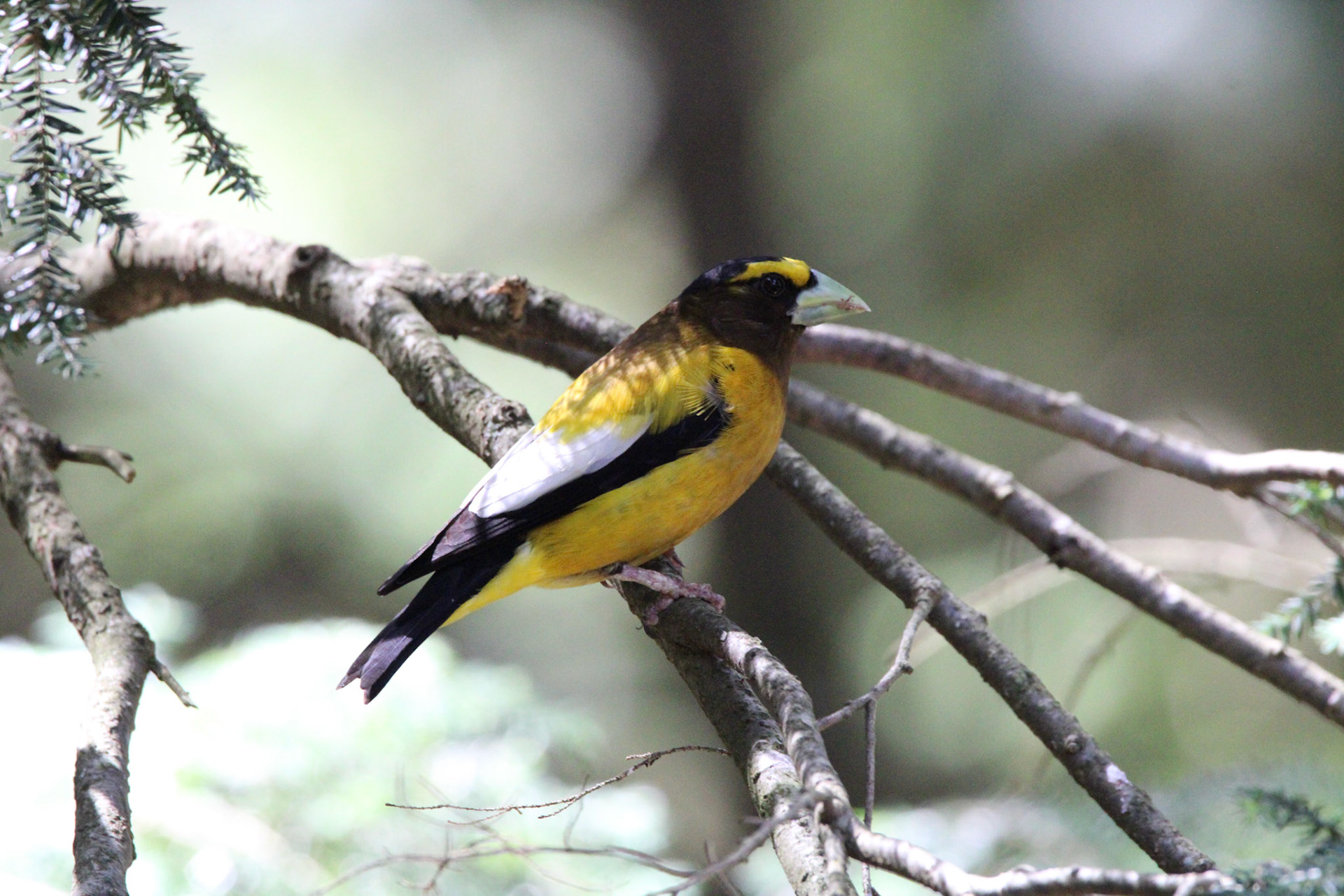 Evening Grosbeak