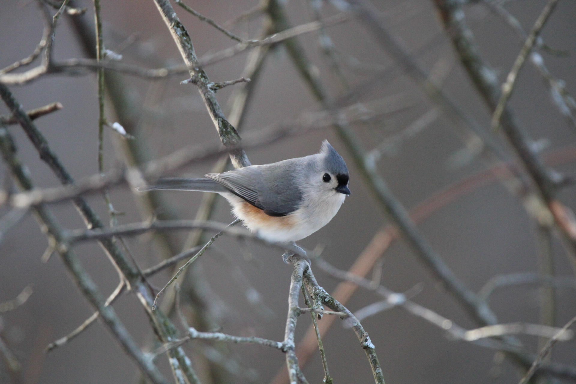 Tufted Titmouse