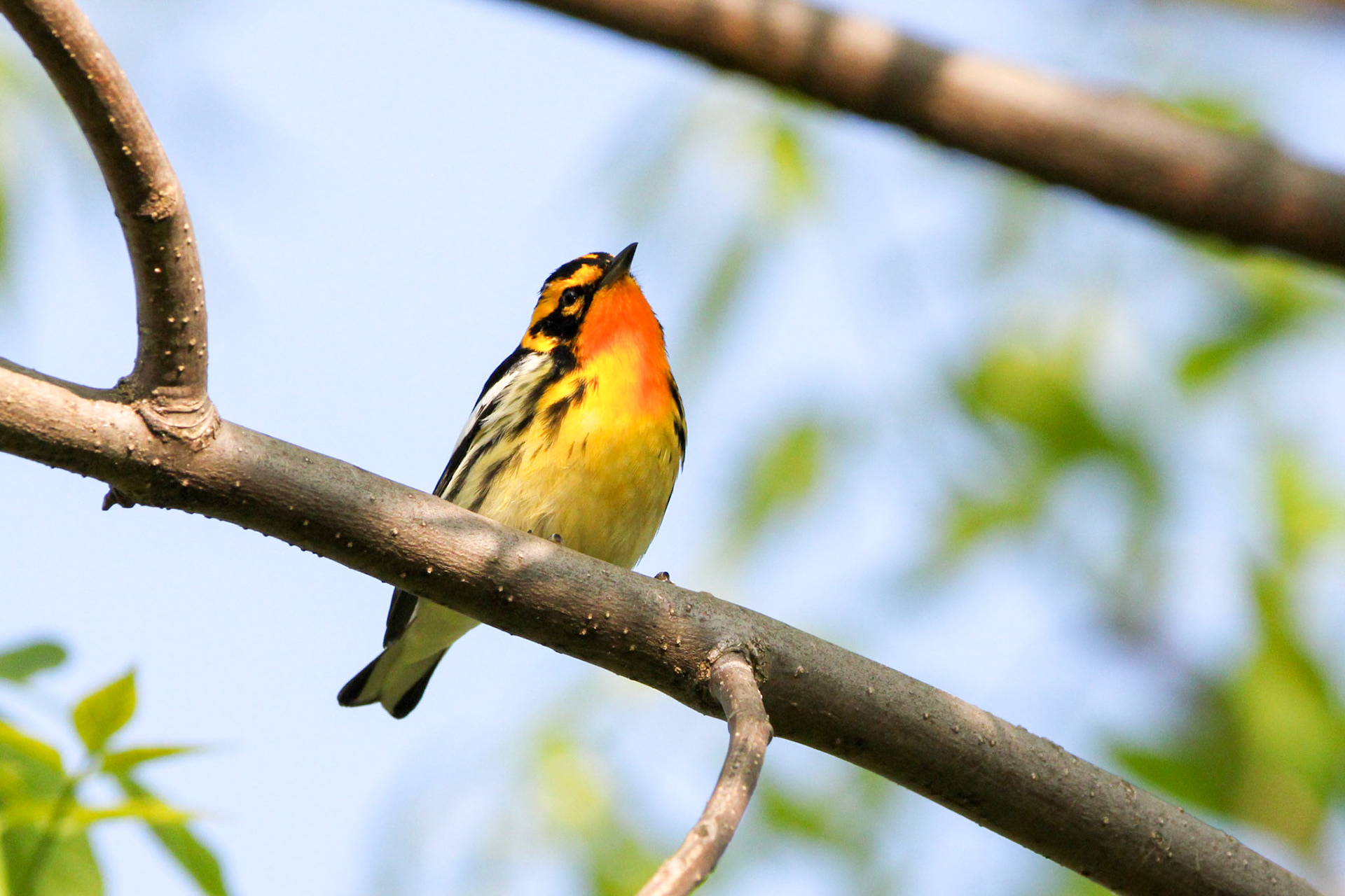 Blackburnian Warbler