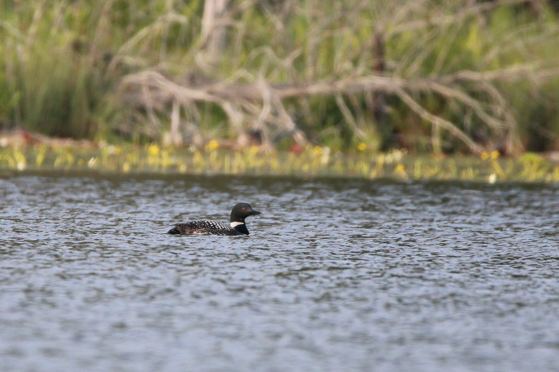 Common Loon