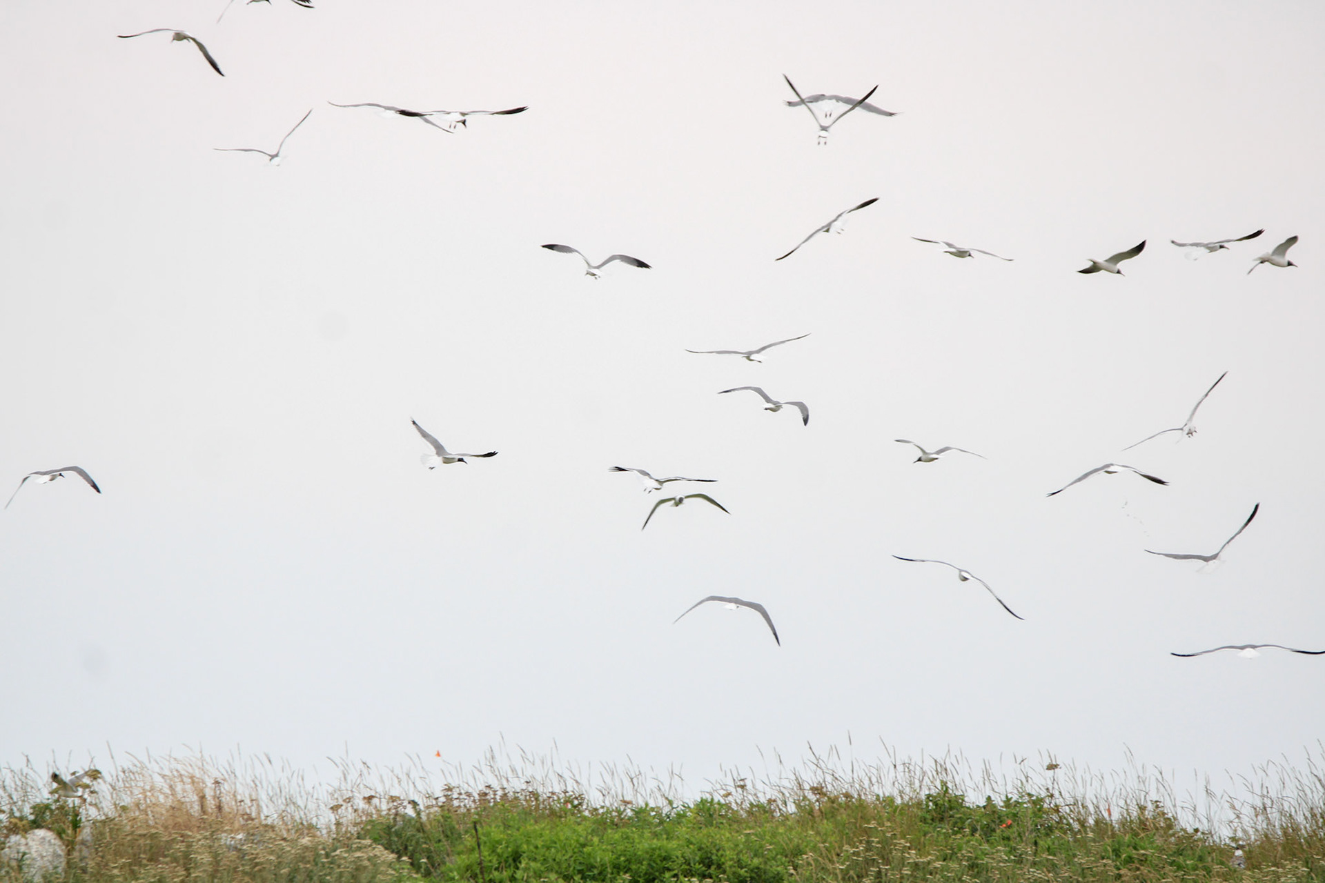 Terns