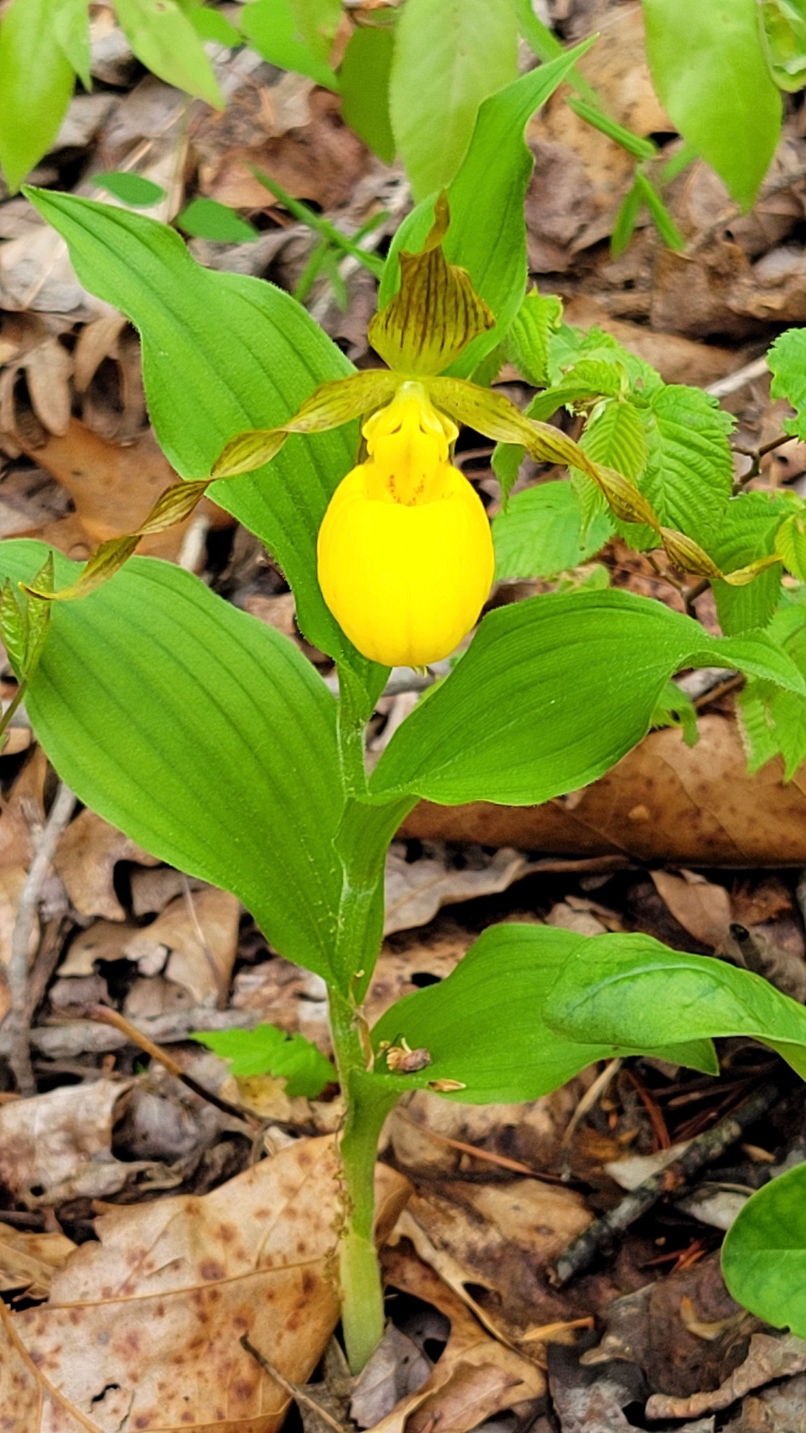 Yellow Lady Slipper