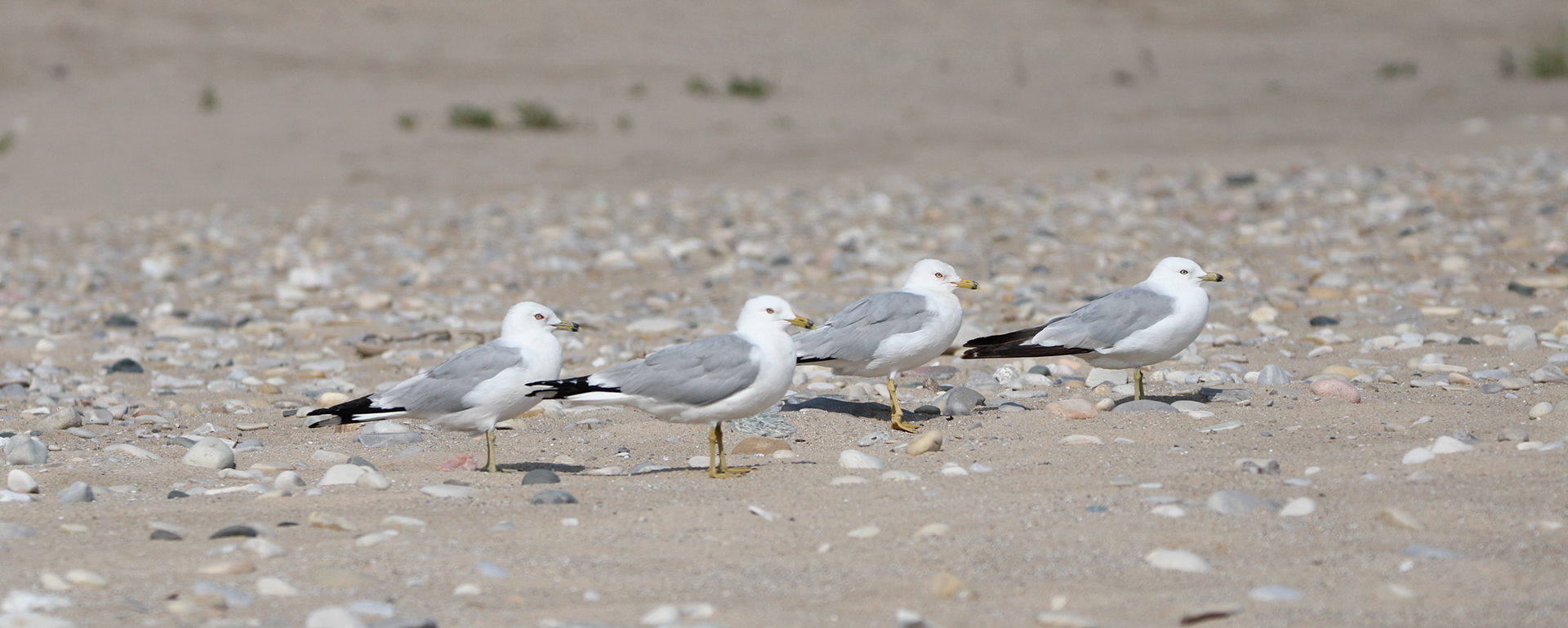 Ring-billed Gull