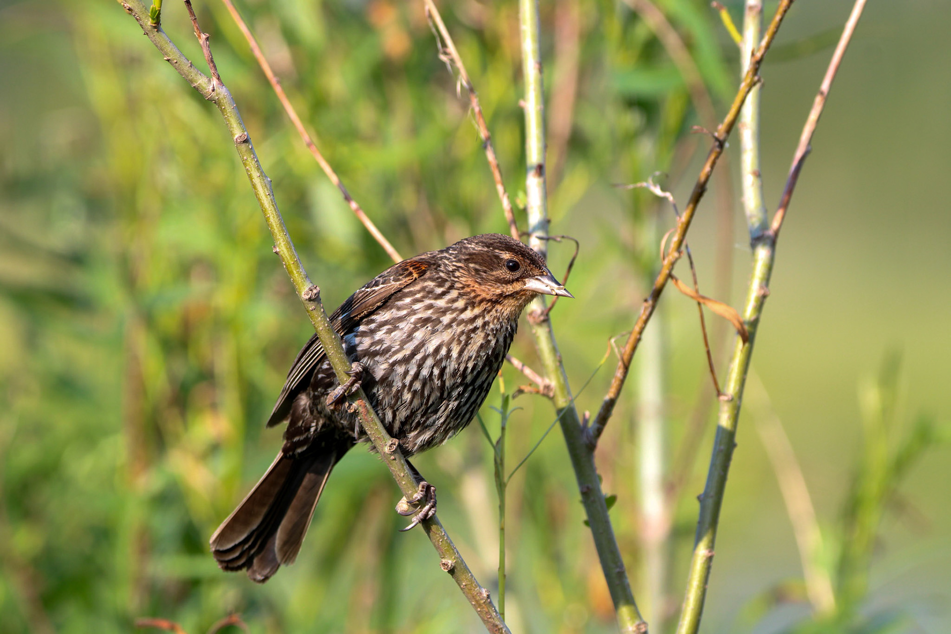 Red-winged Blackbird
