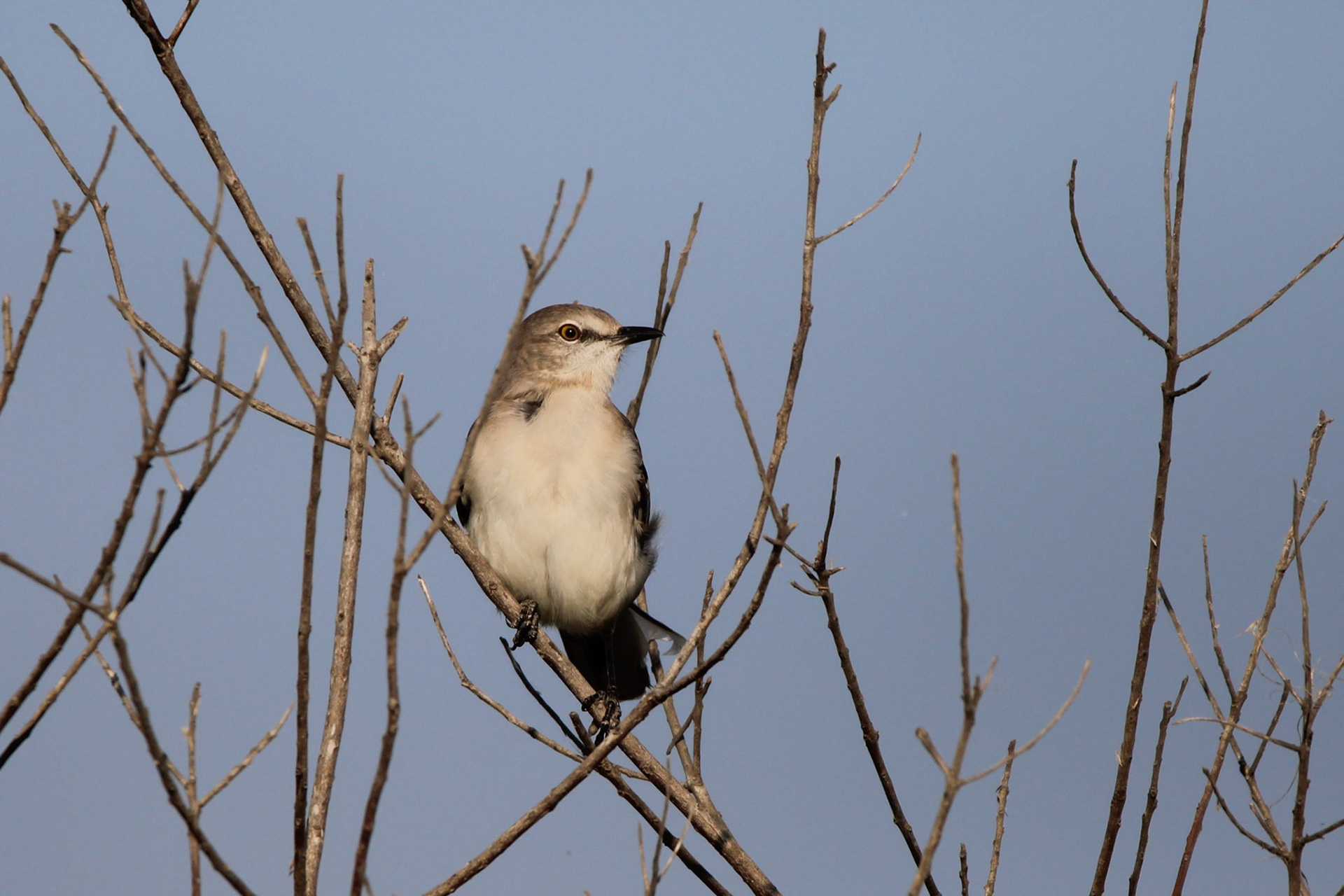 Northern Mockingbird