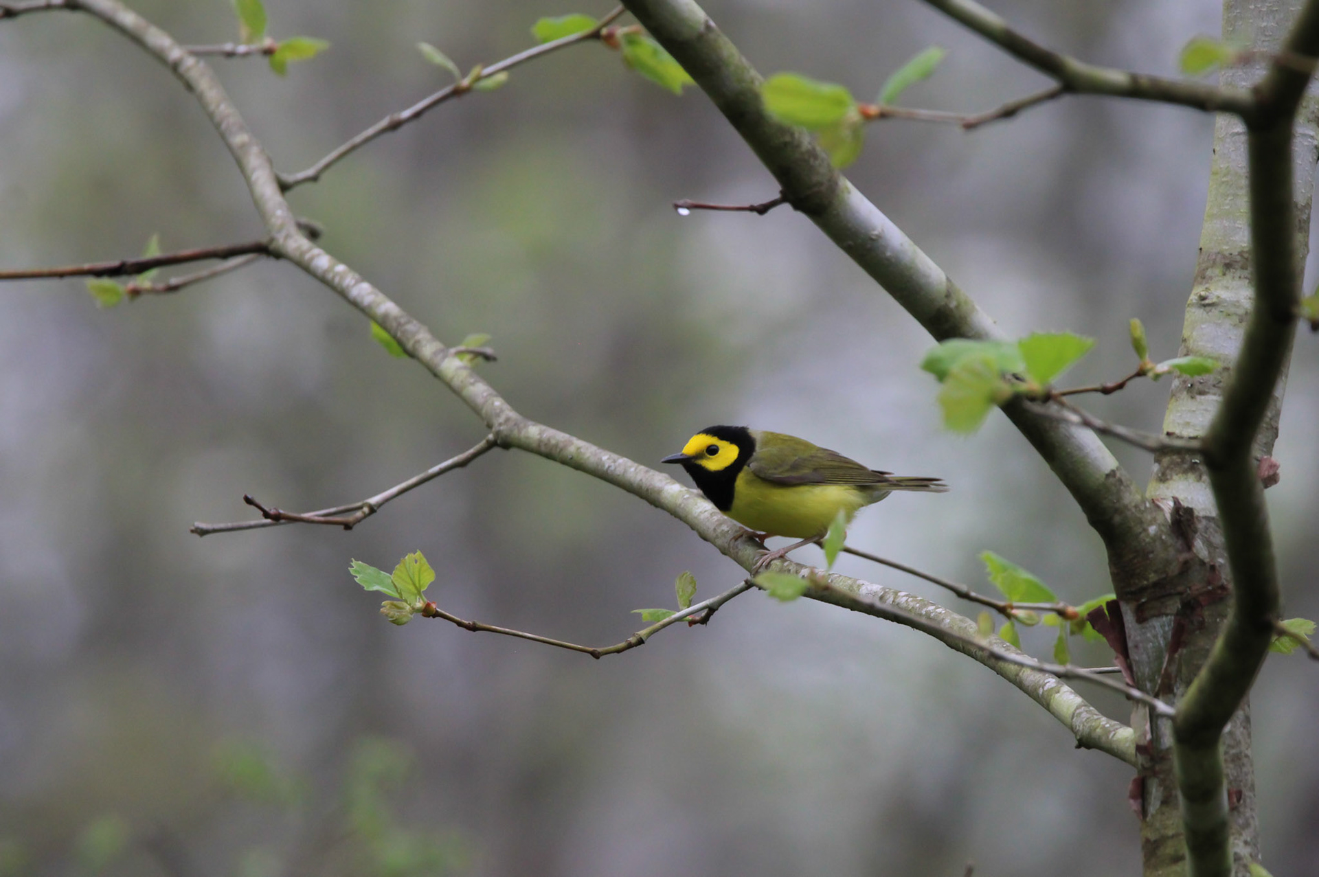 Hooded Warbler