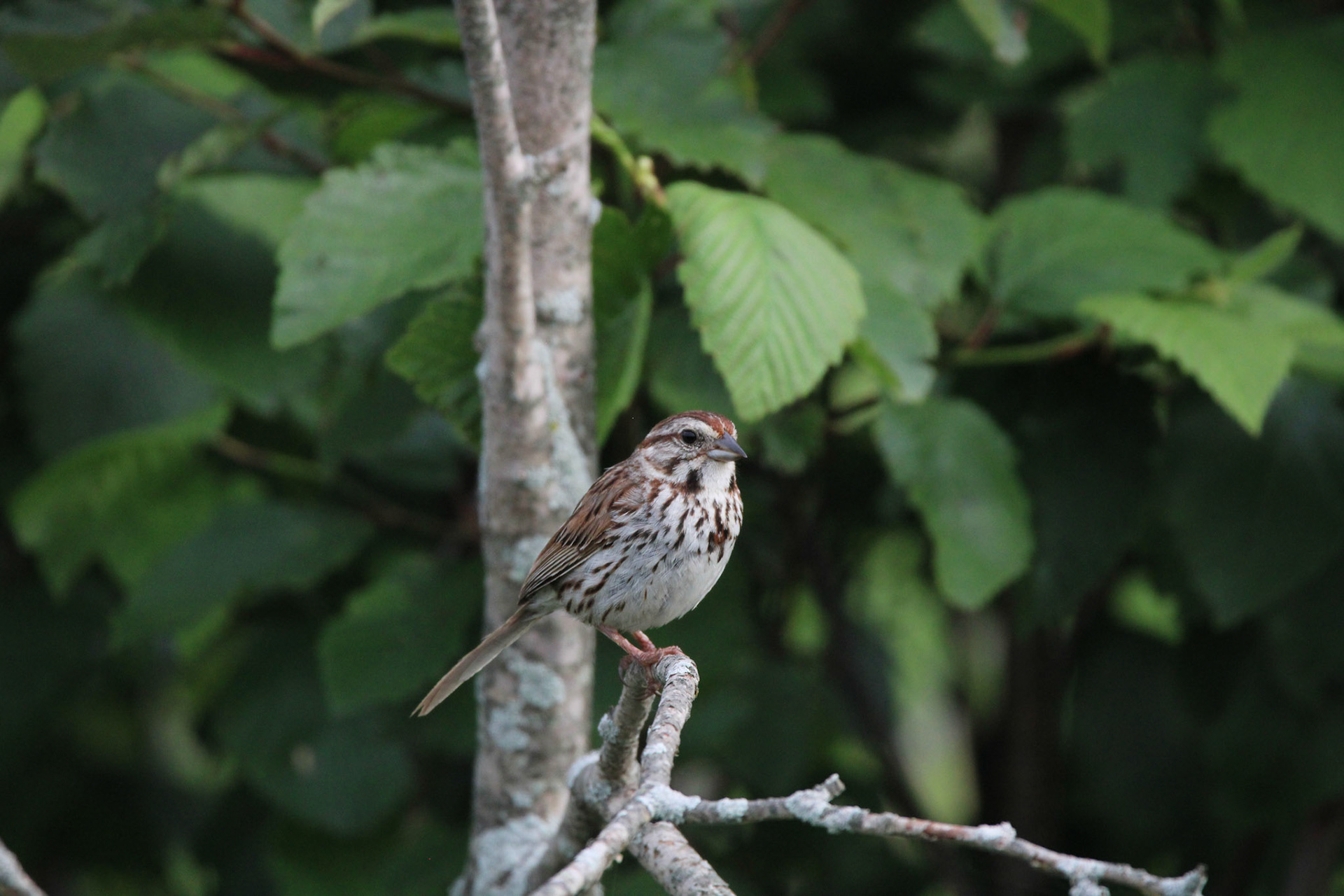 Song Sparrow
