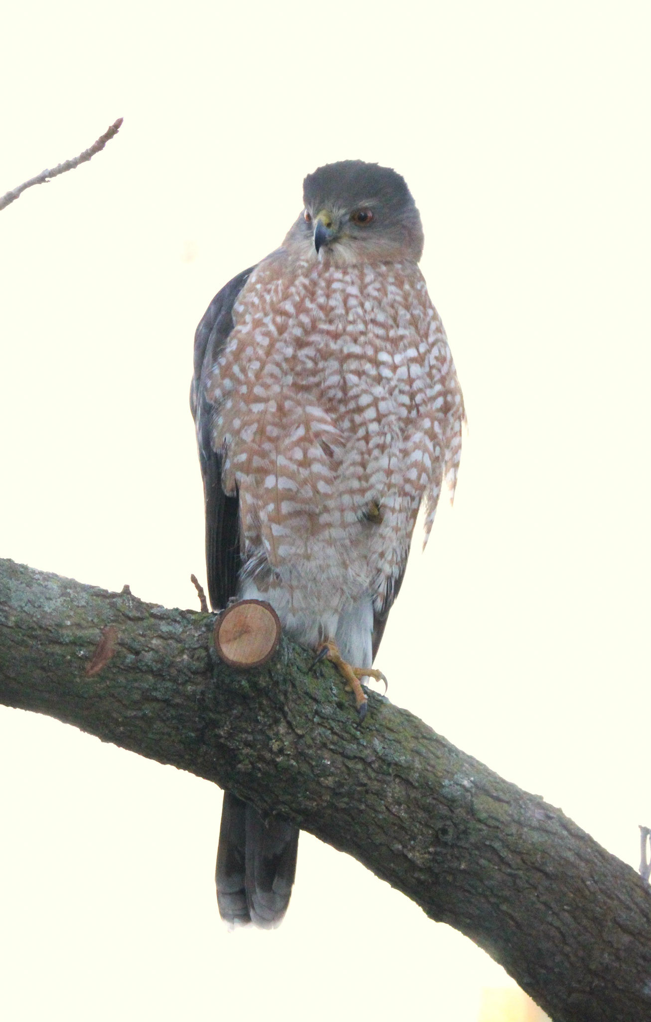 Cooper's Hawk
