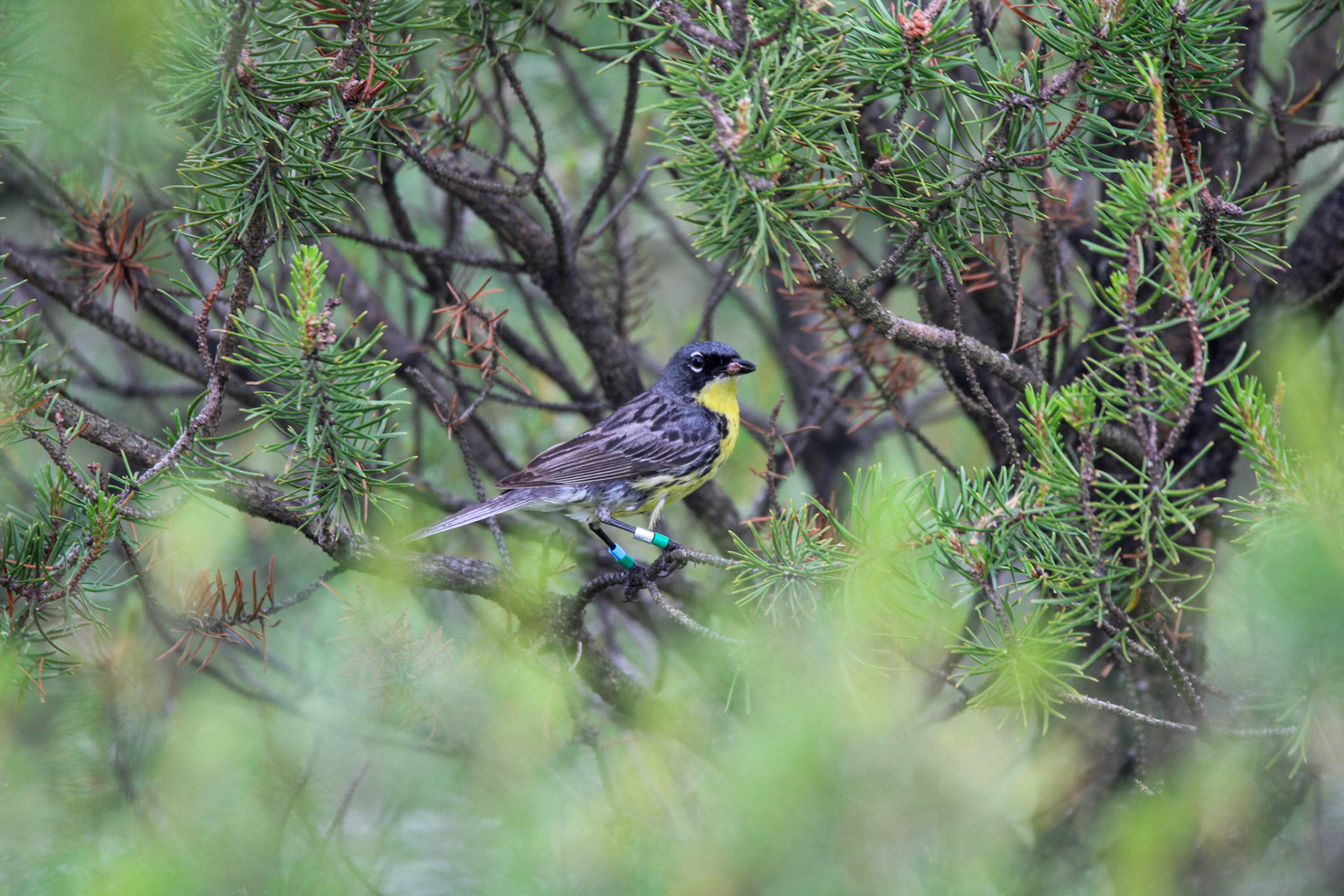 Kirtland's Warbler - Huron National Forest