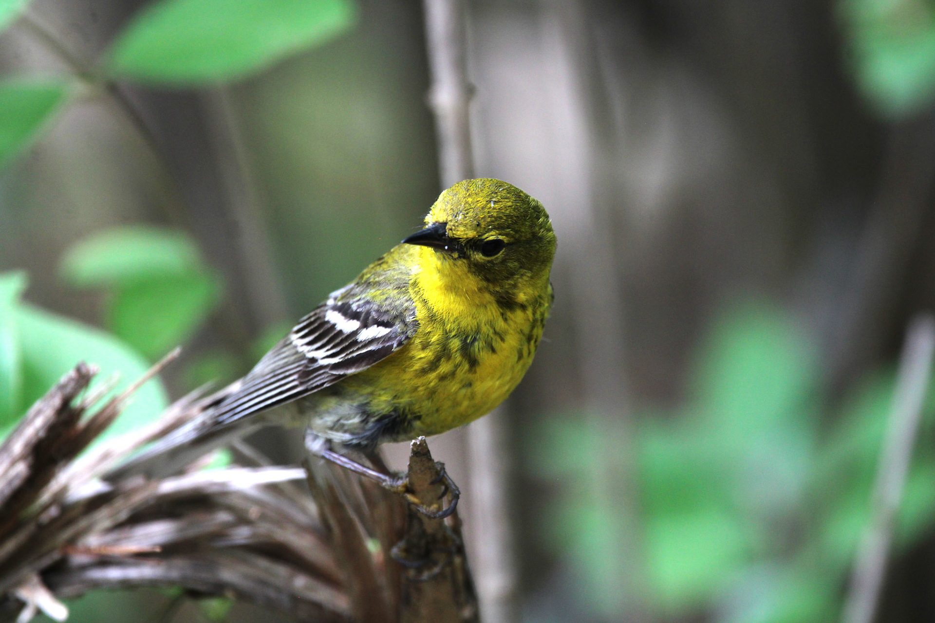 Pine Warbler