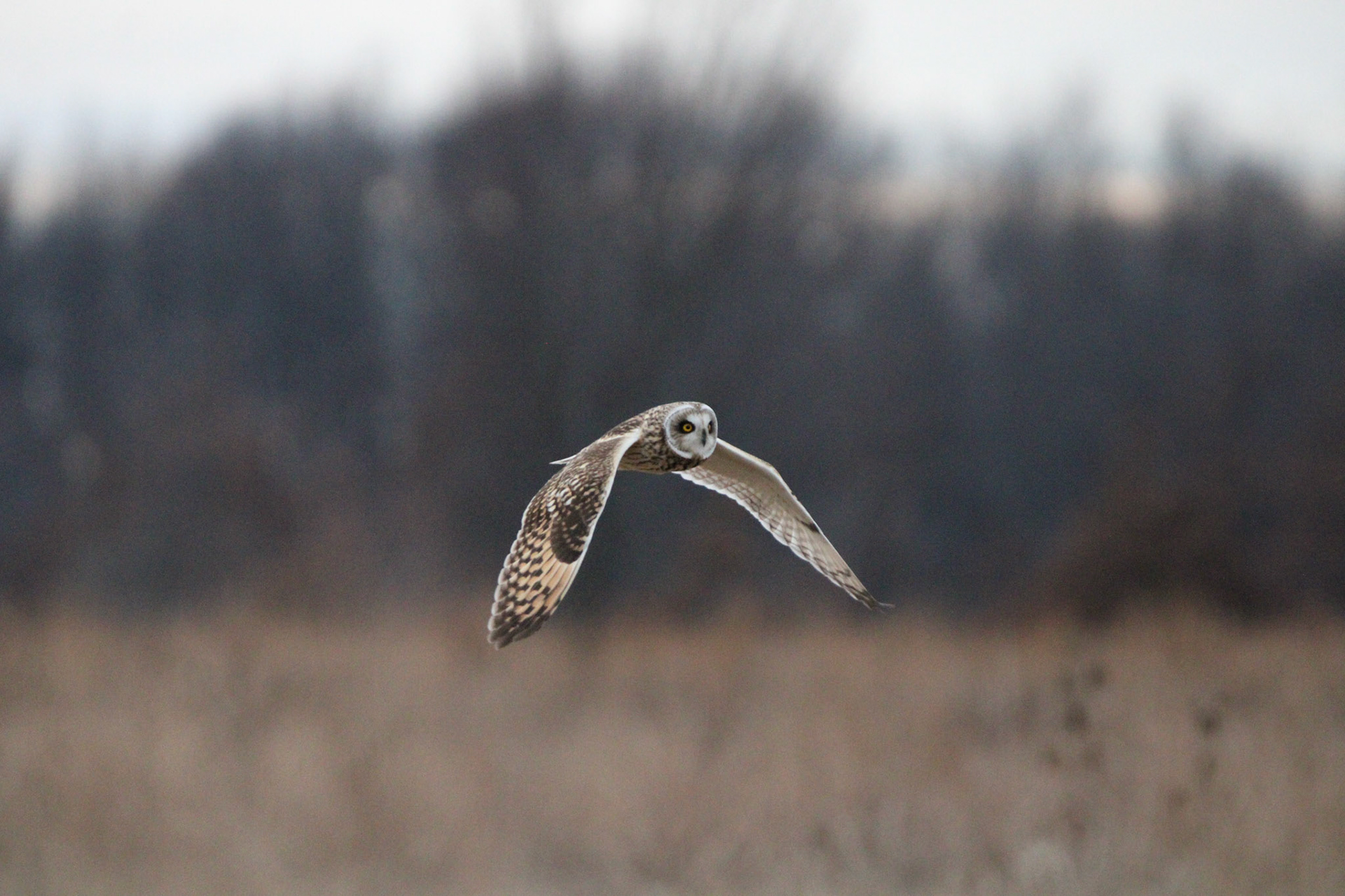 Short-eared Owl