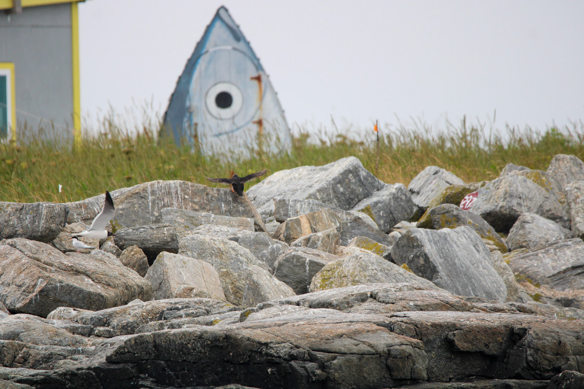 Eastern Egg Rock by Ryan