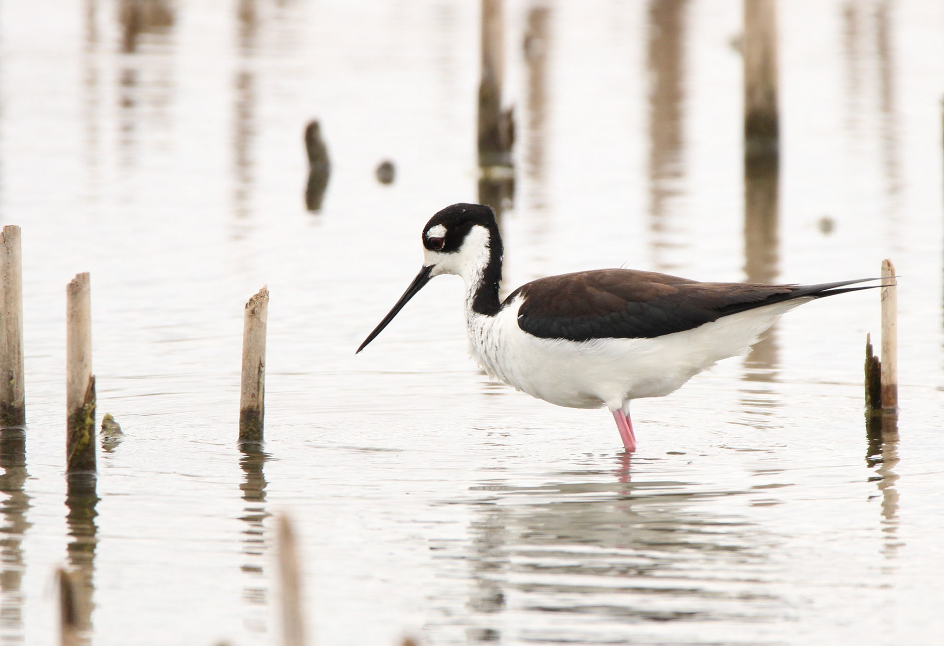 Black-necked Stilt