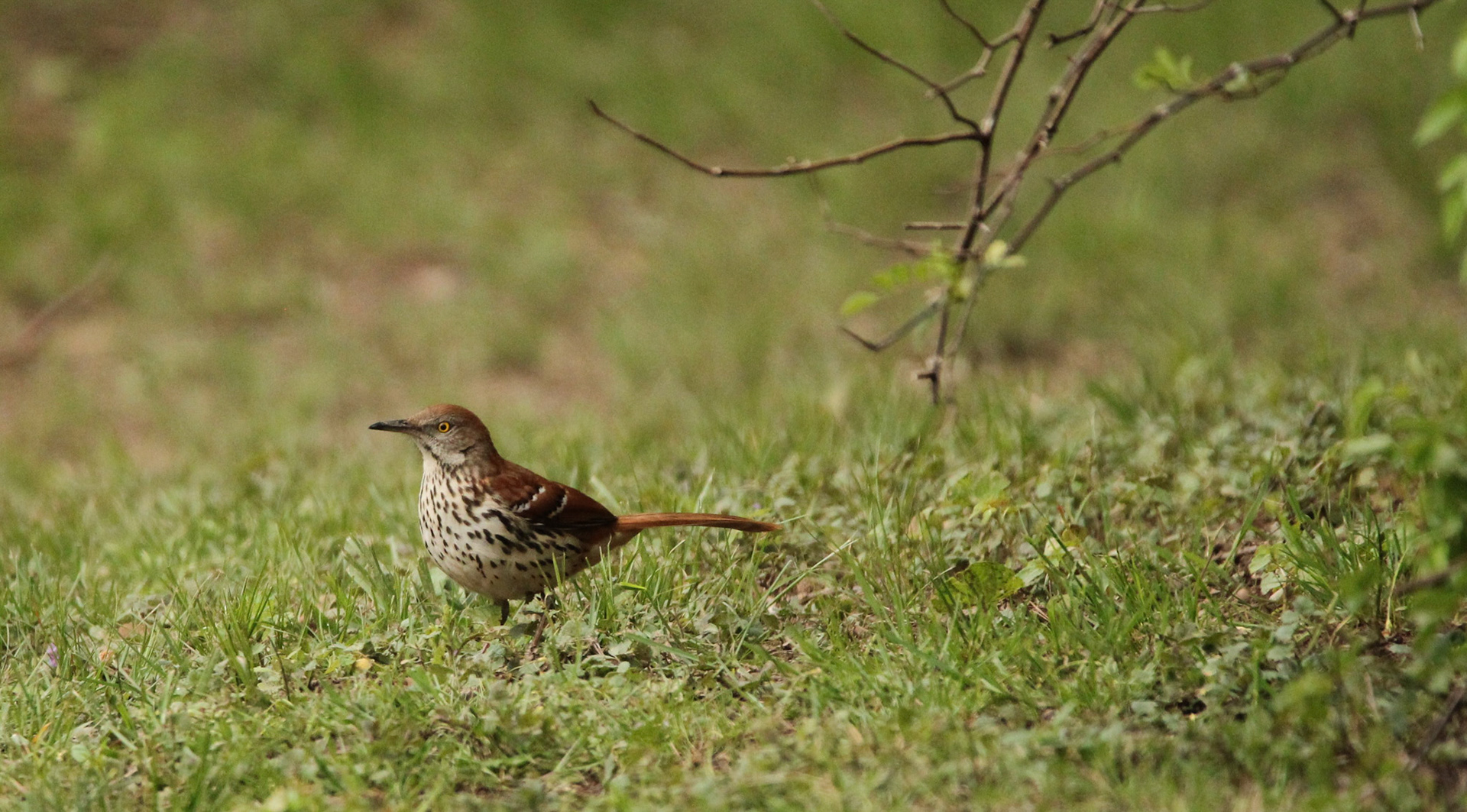 Brown Thrasher