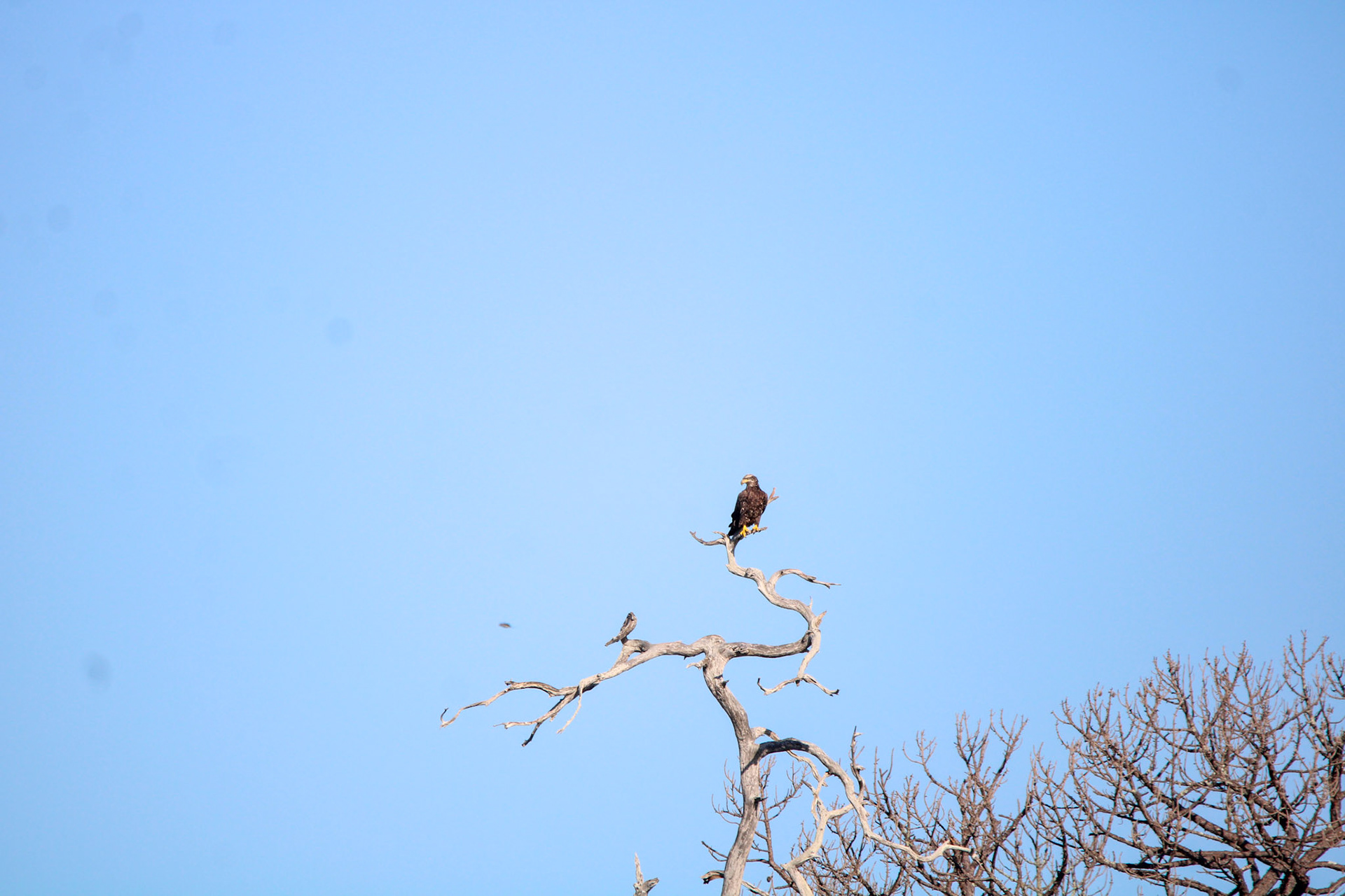 Bald Eagle