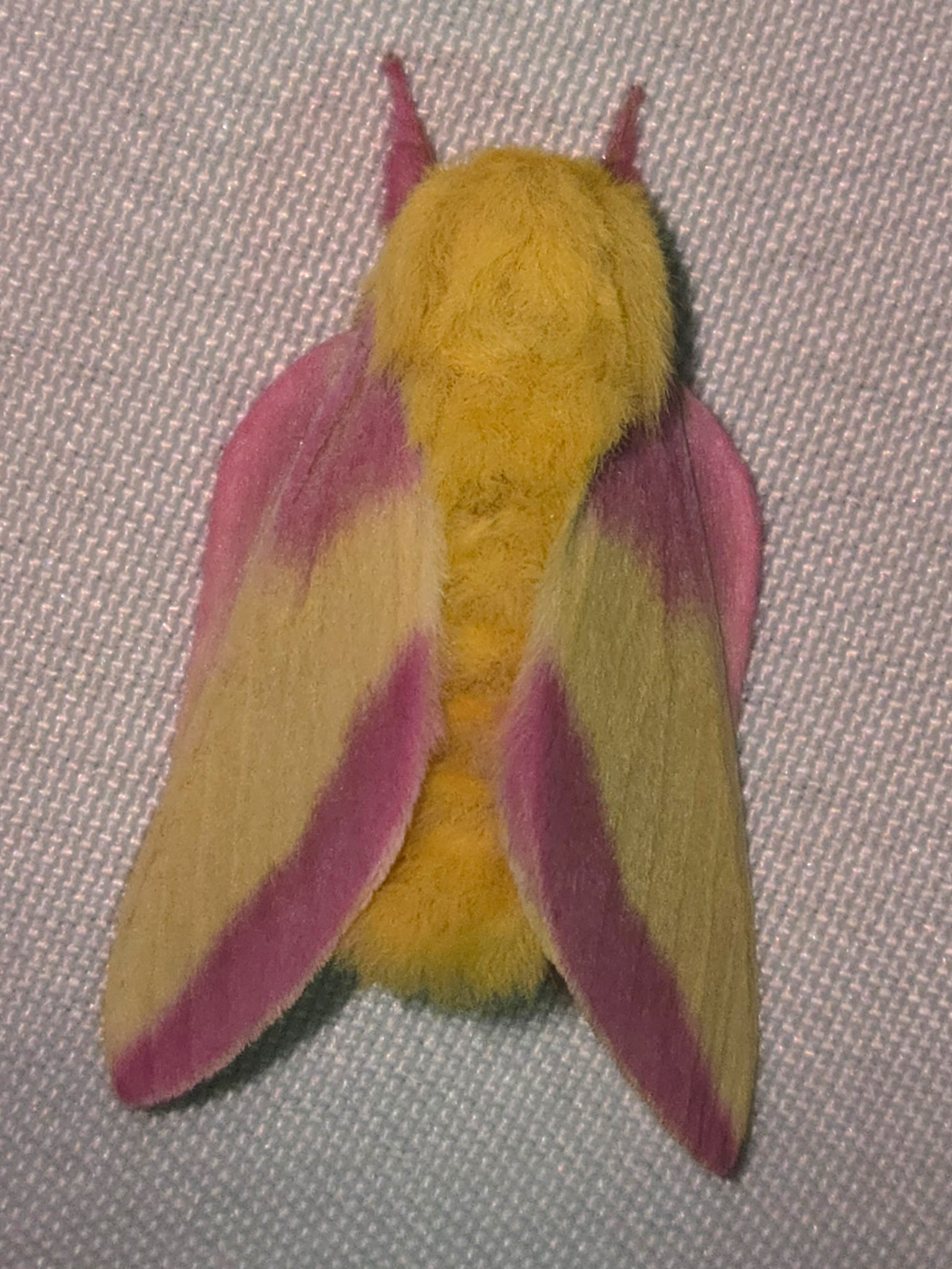 Rosy Maple Moth