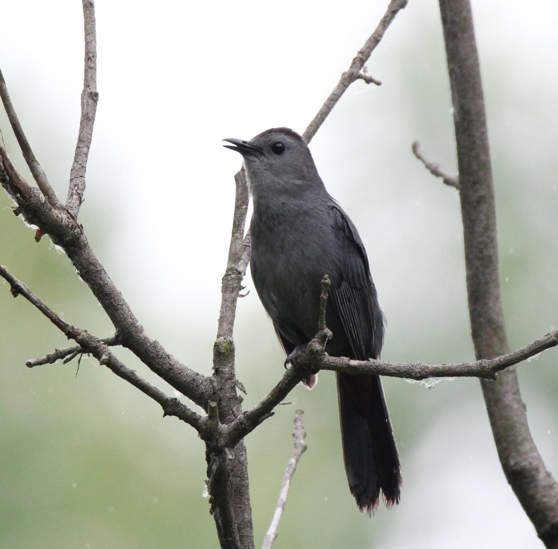 Gray Catbird