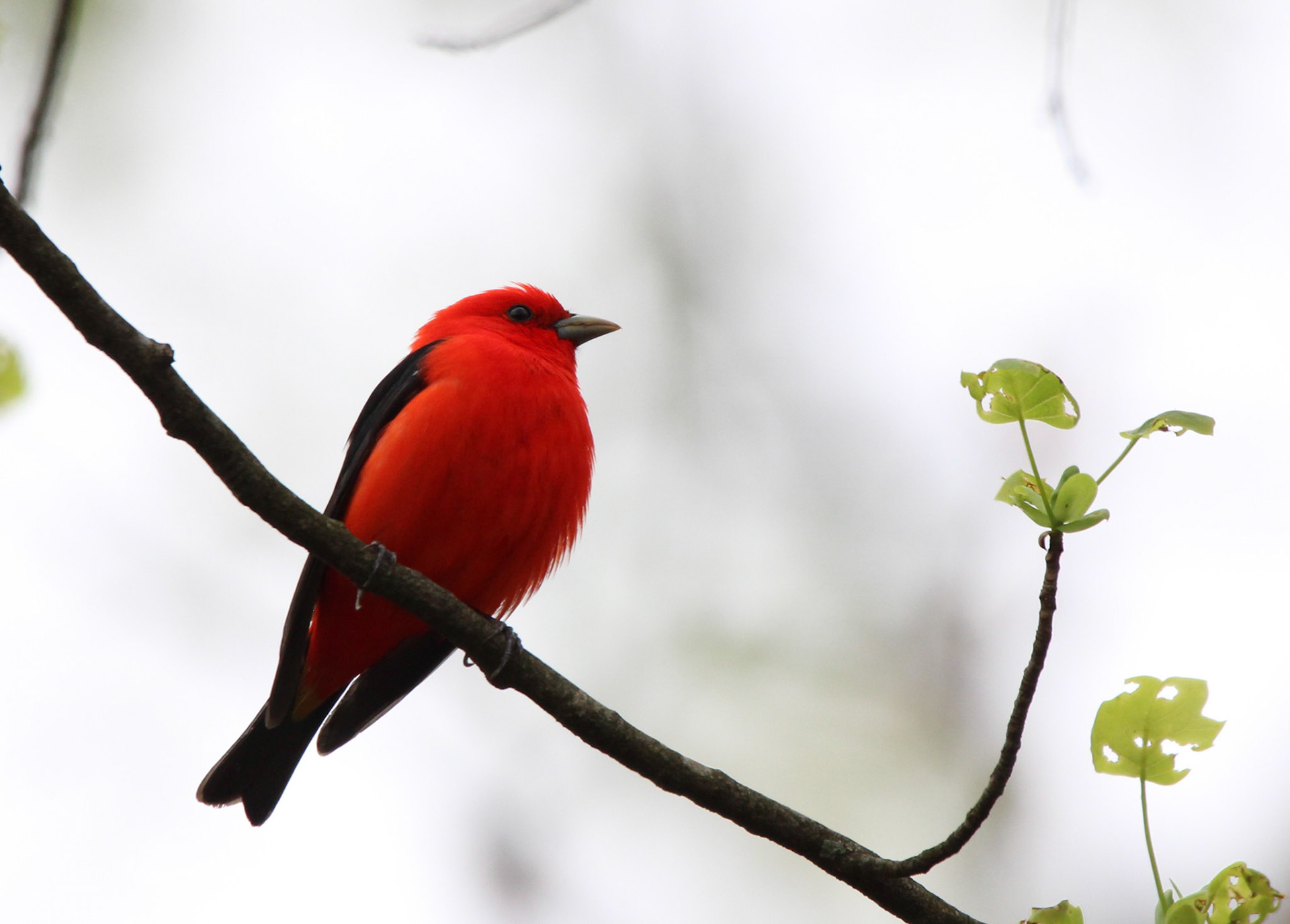 Scarlet Tanager