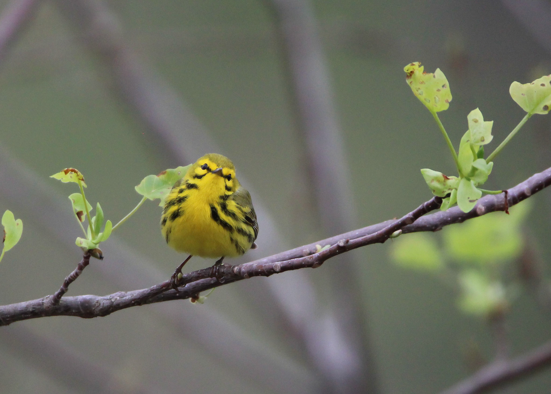 Prairie Warbler