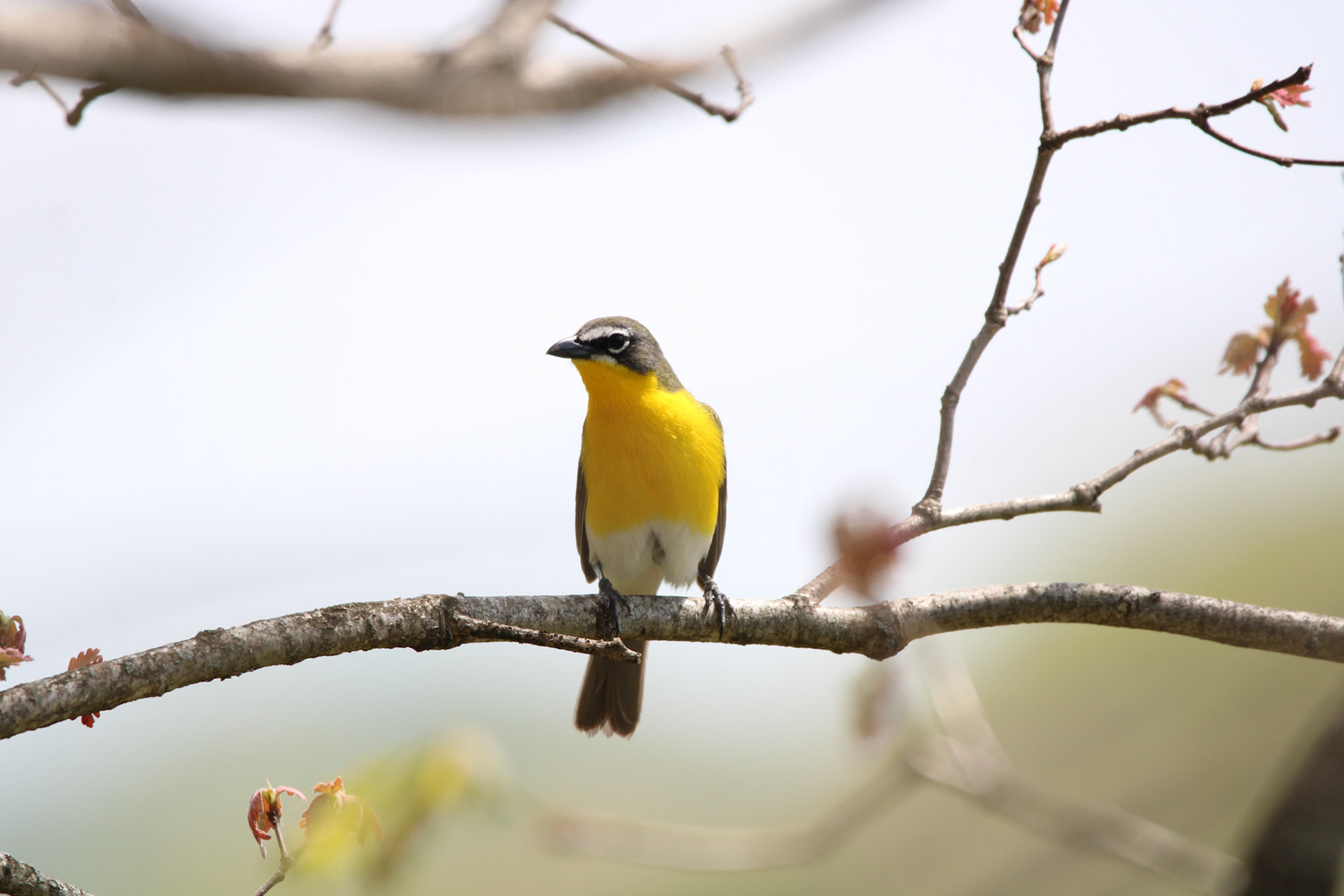 Yellow-breasted Chat