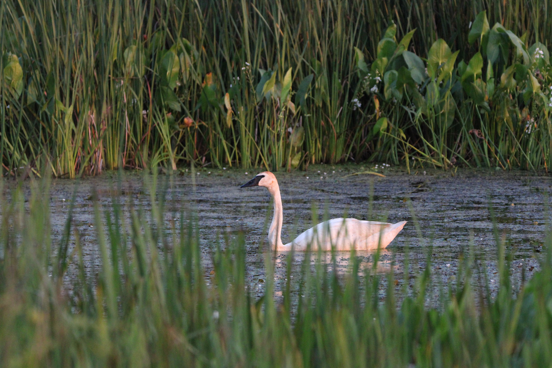 Trumpeter Swan