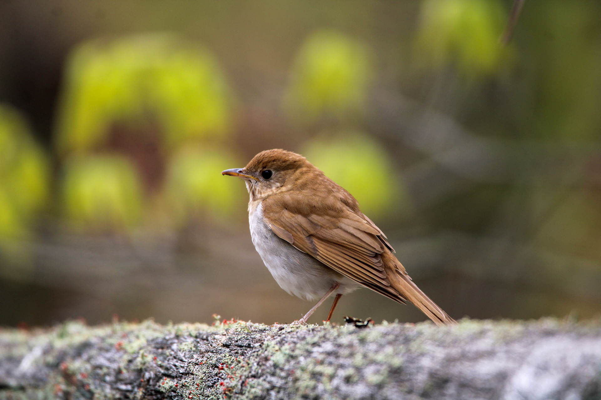 Veery