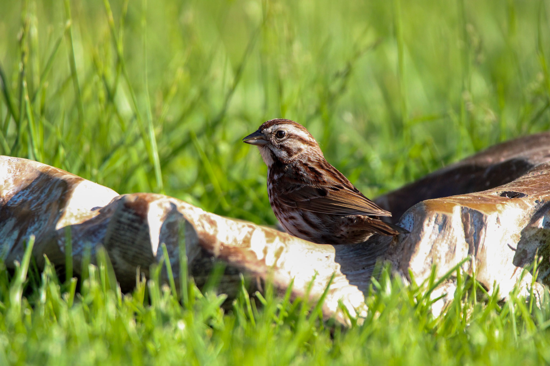 Song Sparrow
