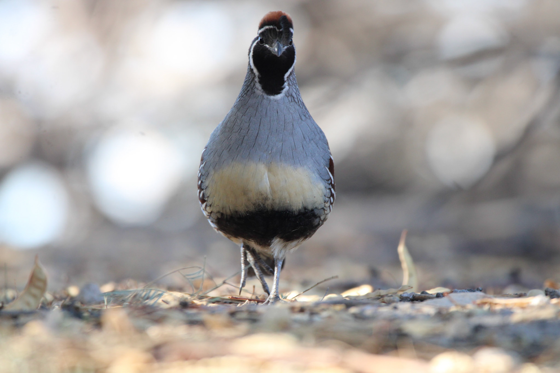 Gambel's Quail