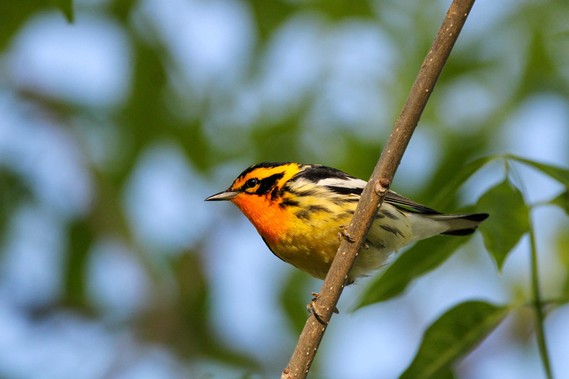 Blackburnian Warbler