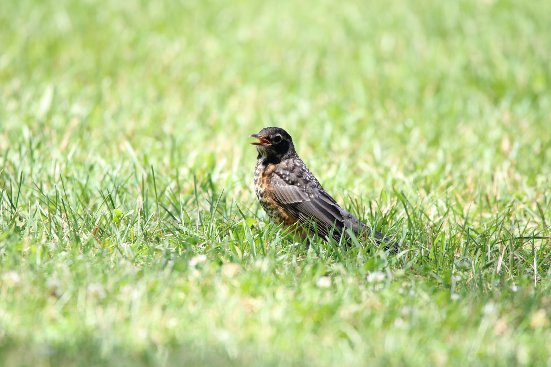 American Robin