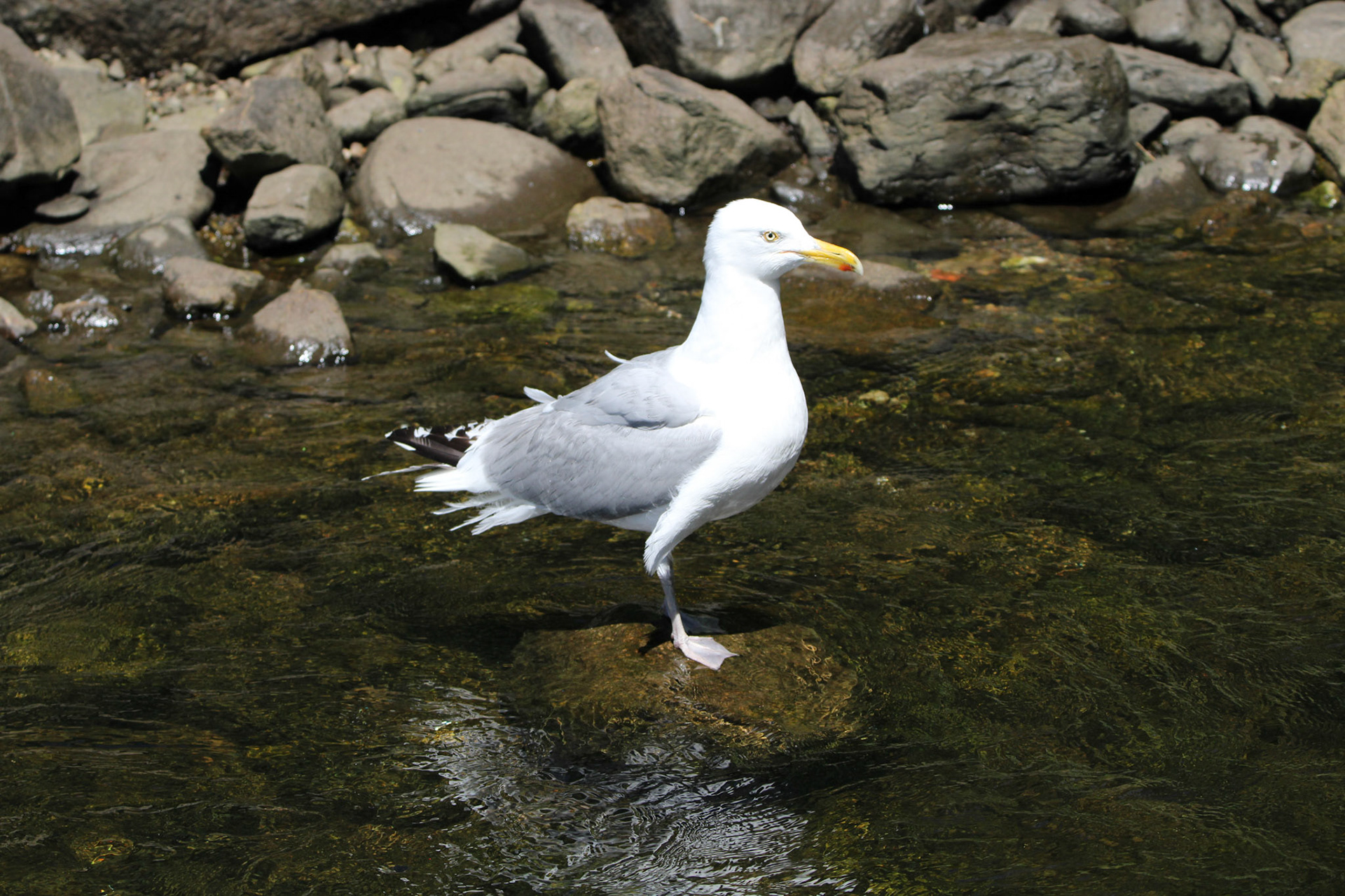 Herring Gull