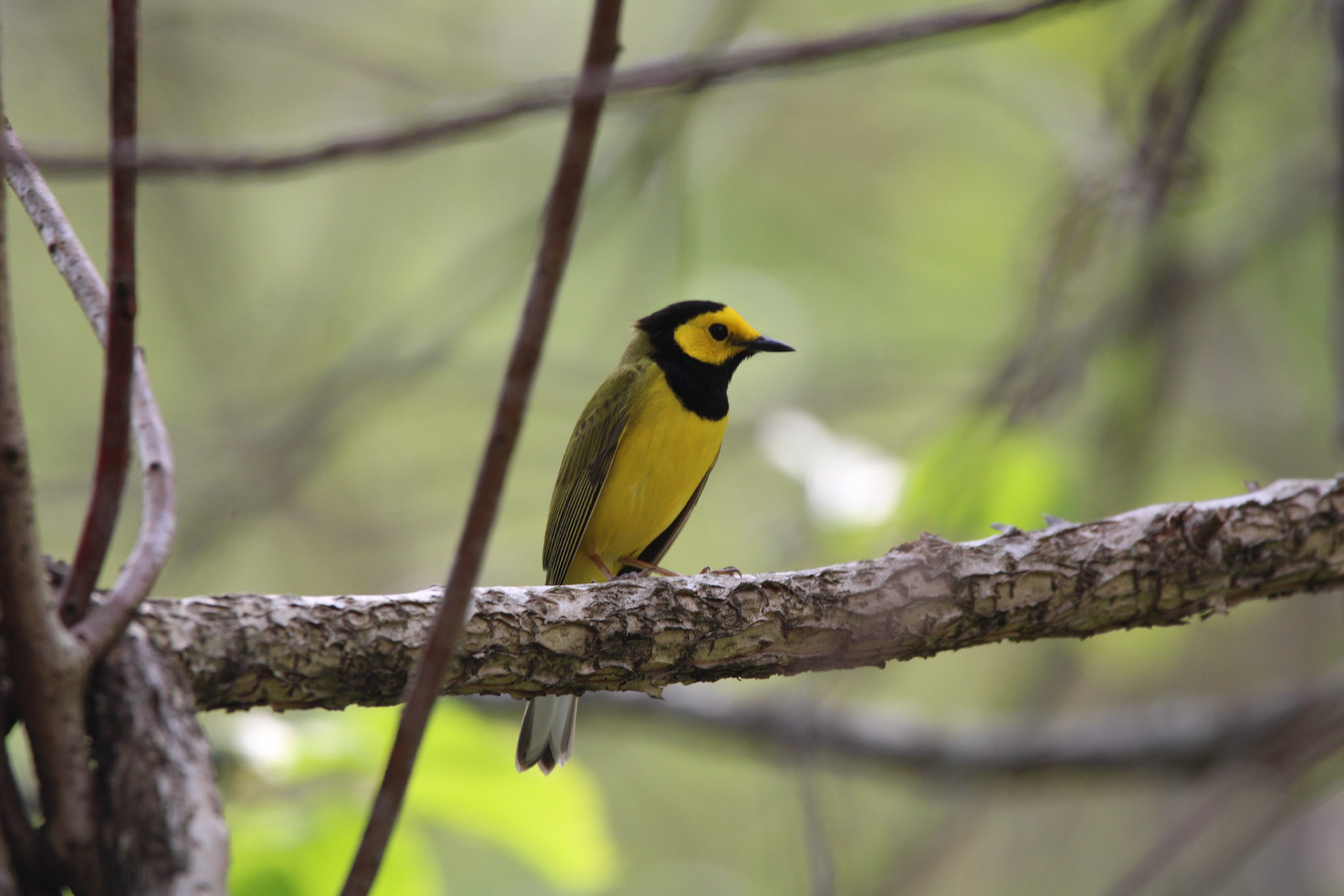 Hooded Warbler
