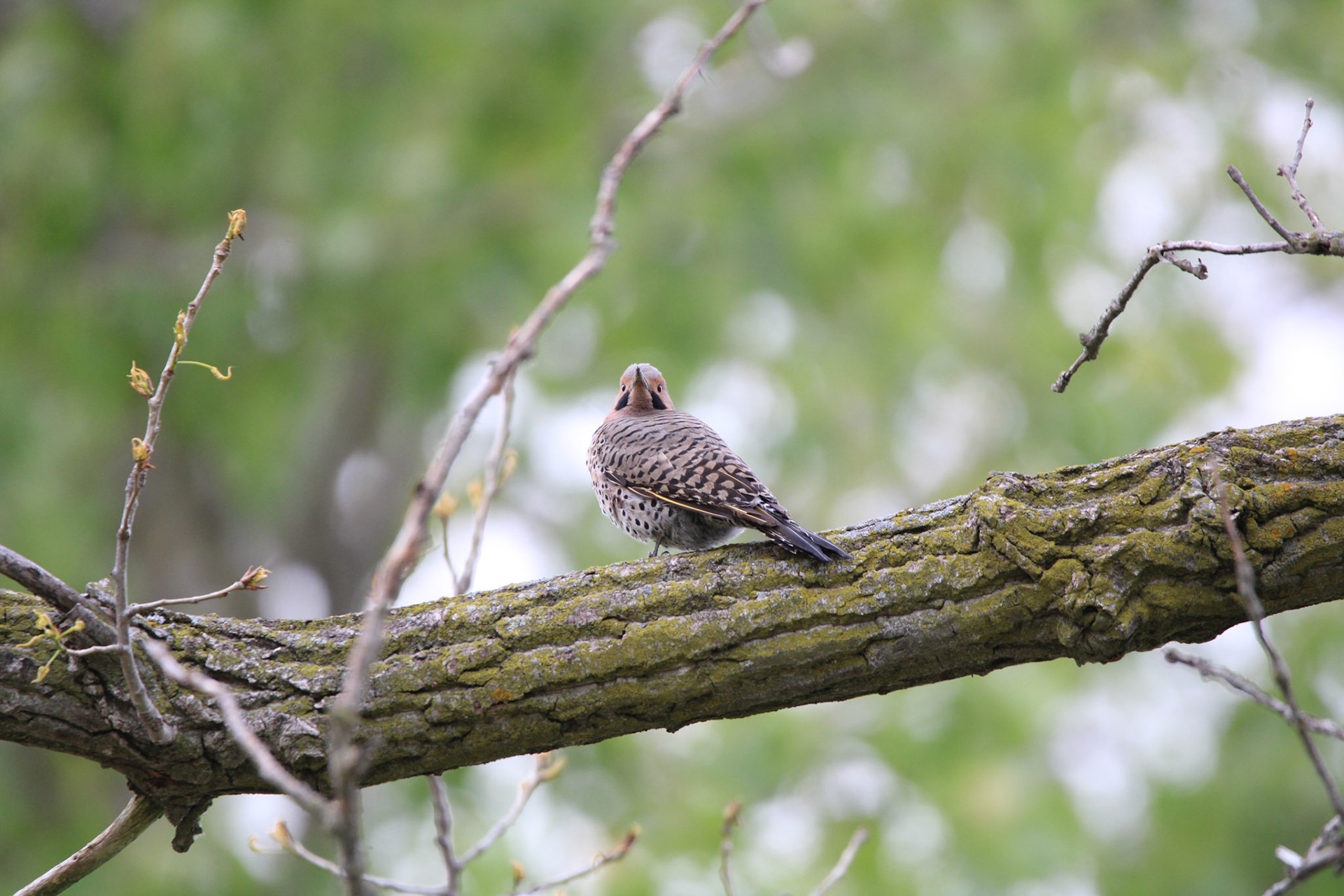Northern Flicker
