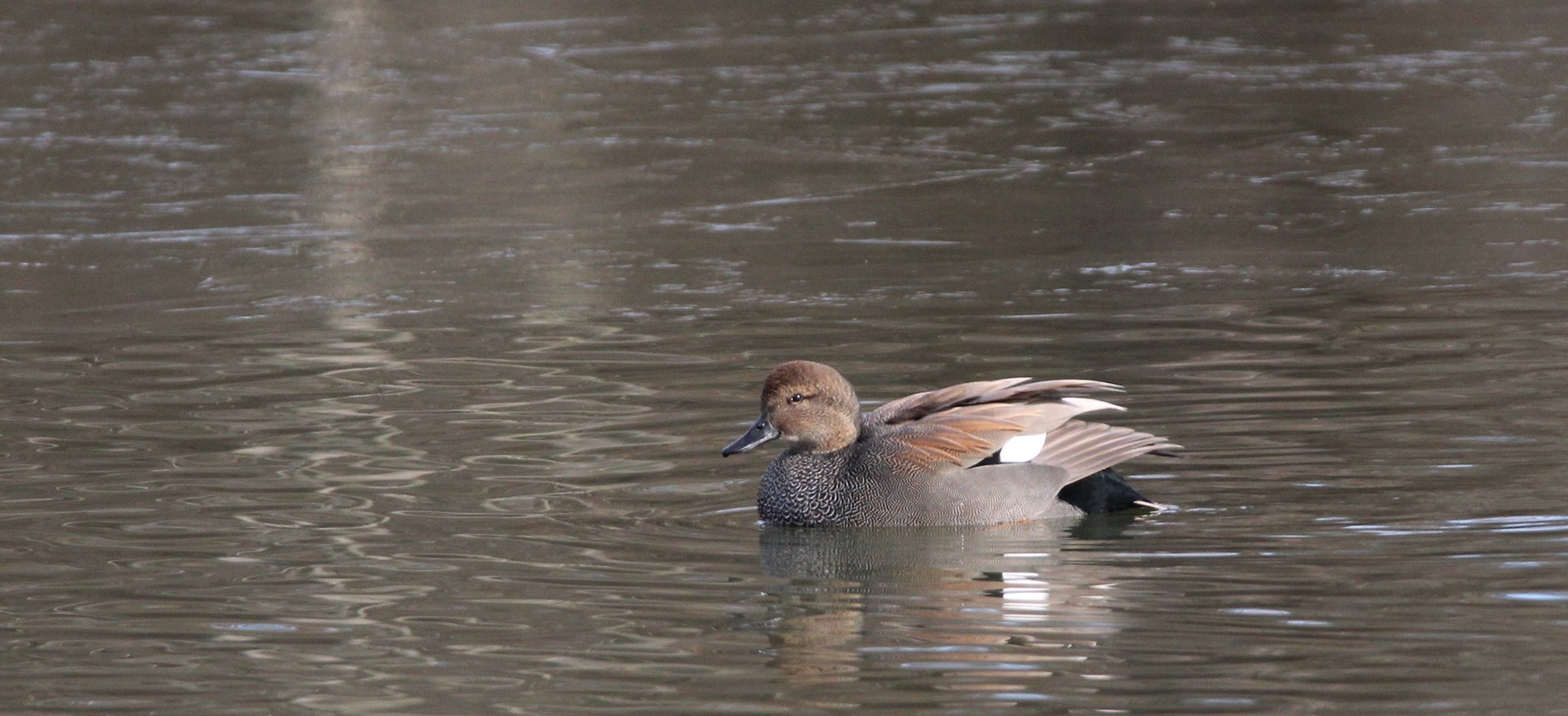 Gadwall