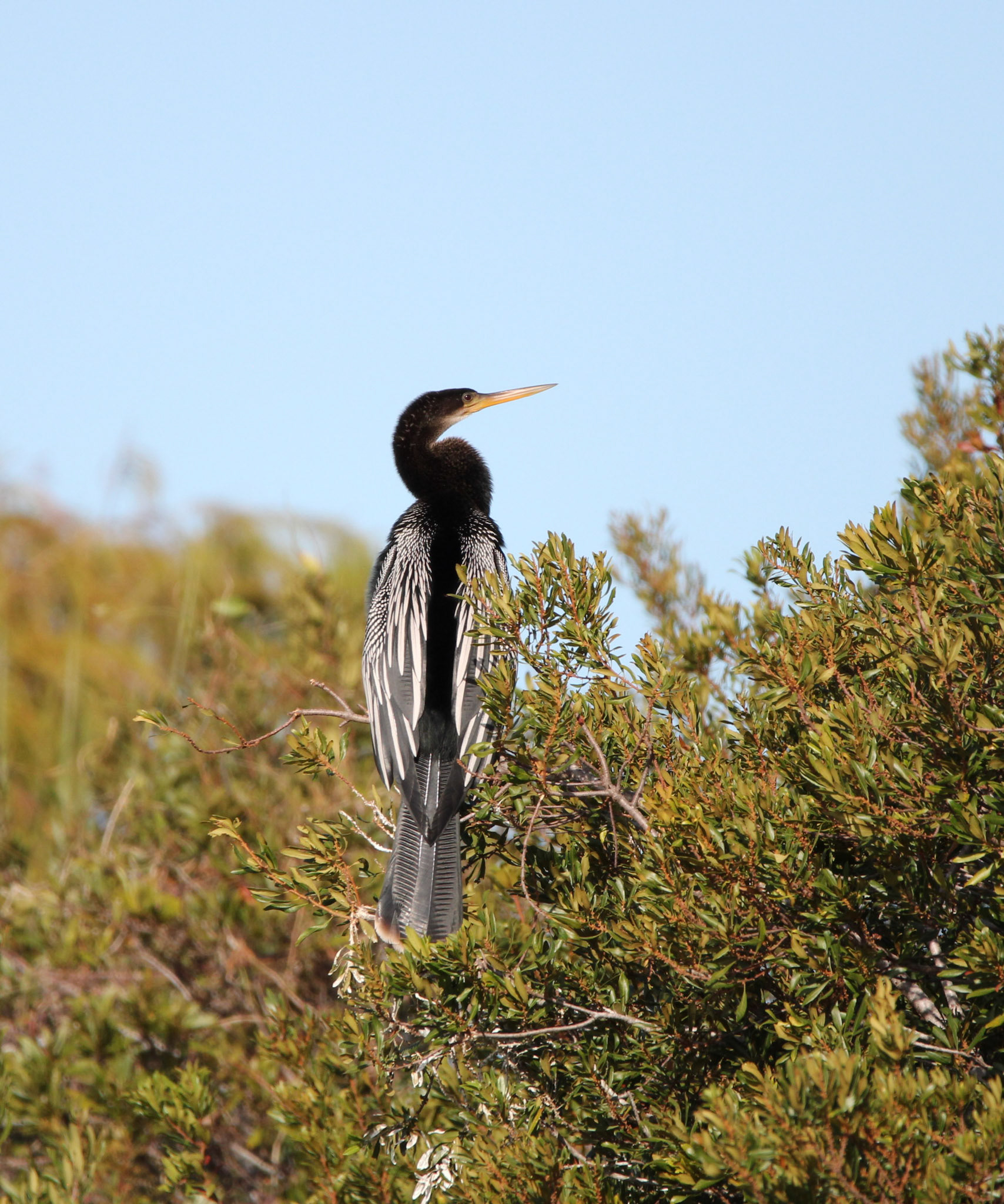 Anhinga