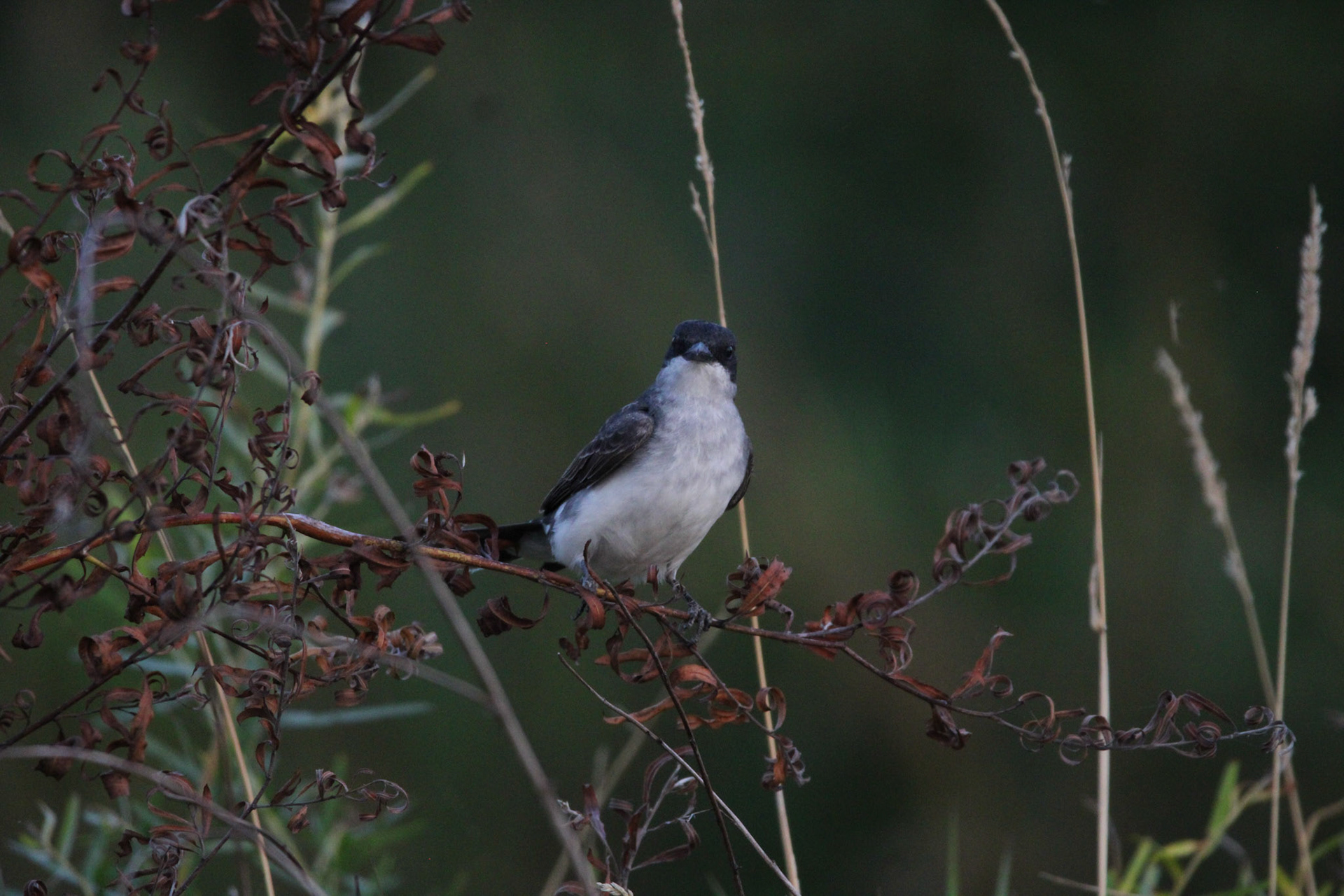 Eastern Kingbird