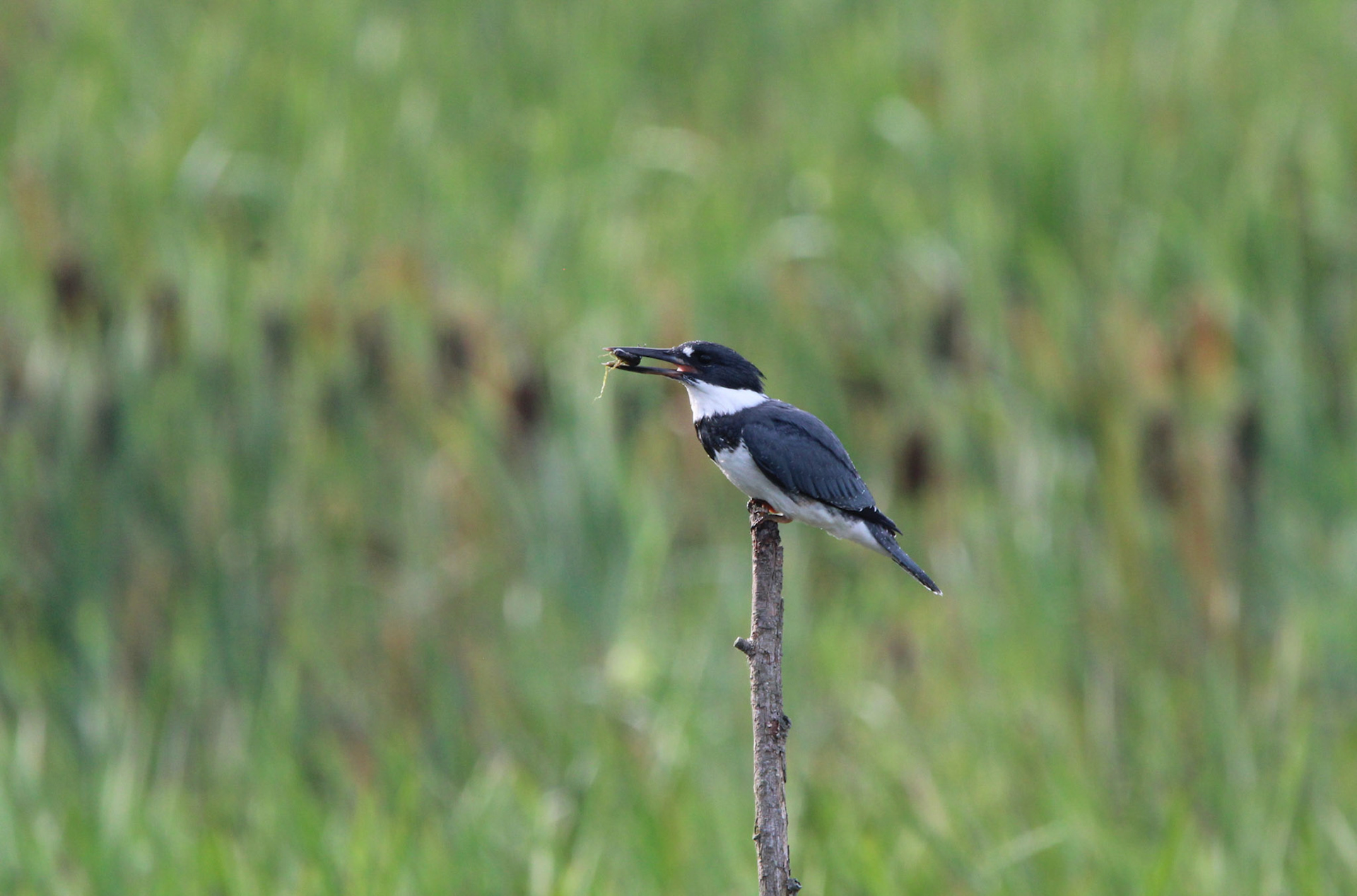 Belted Kingfisher