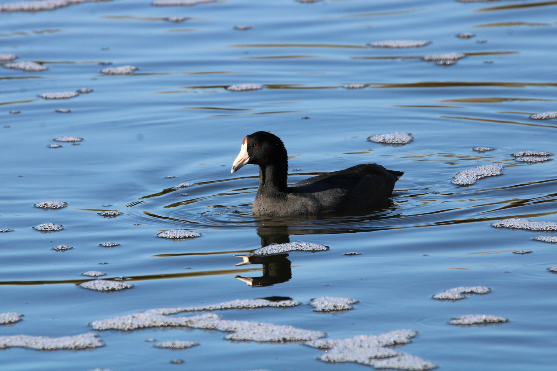 American Coot