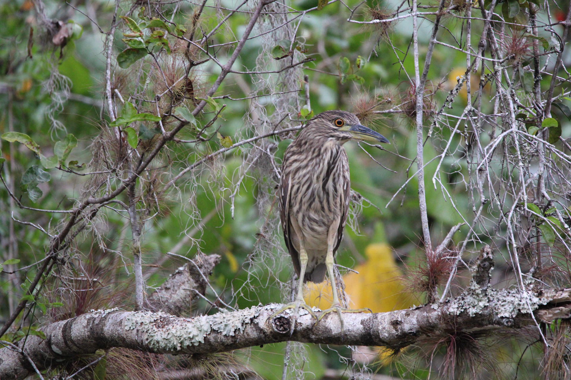 Black-crowned Night Heron