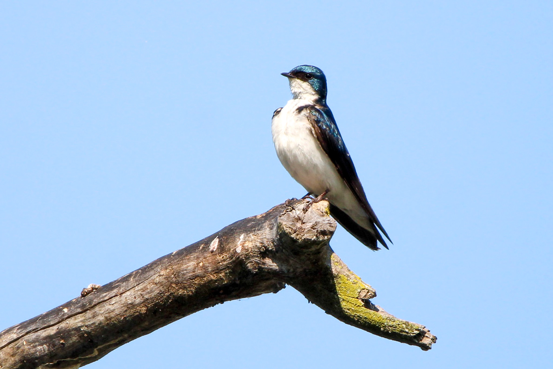Tree Swallow - Sterling State Park