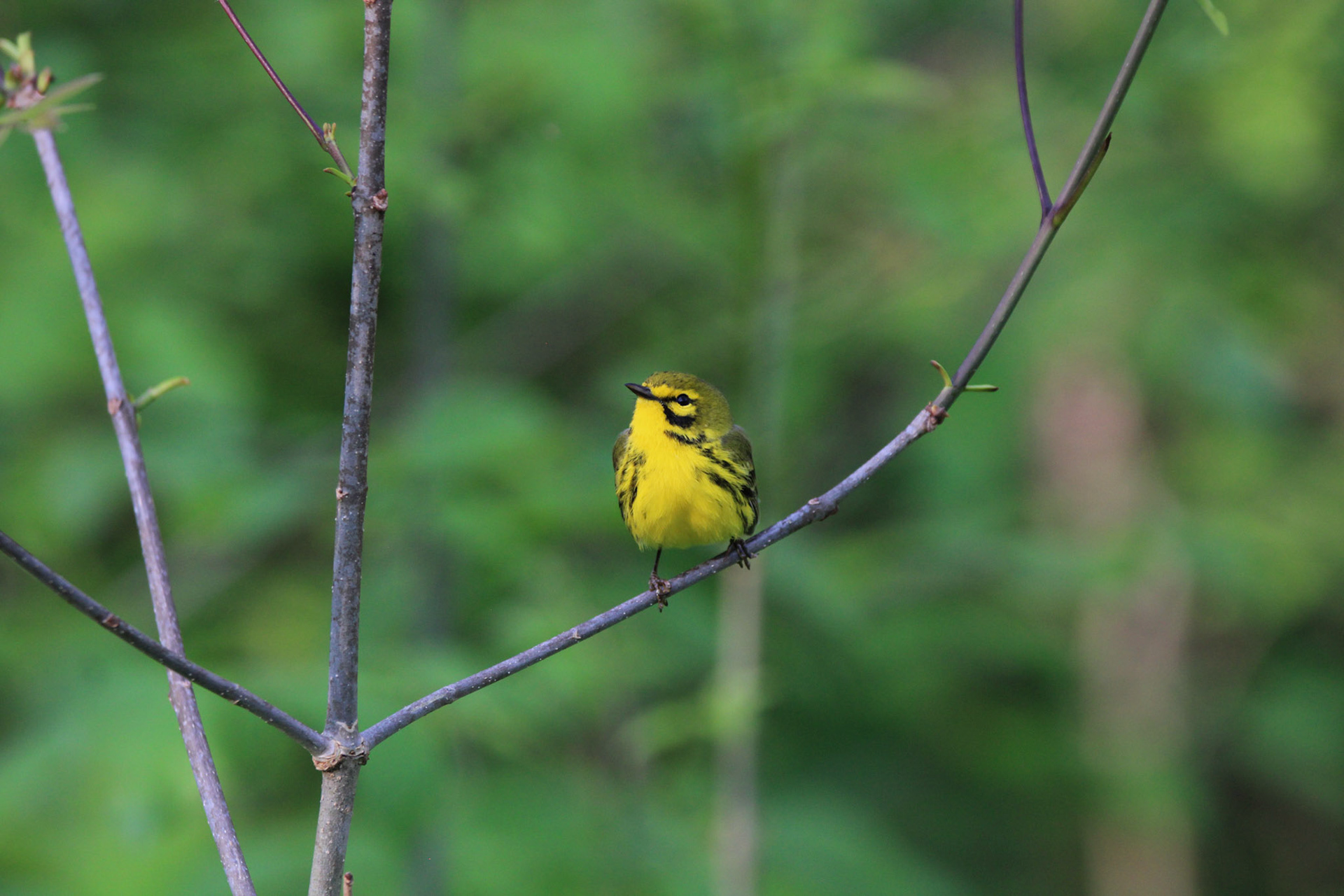 Prairie Warbler