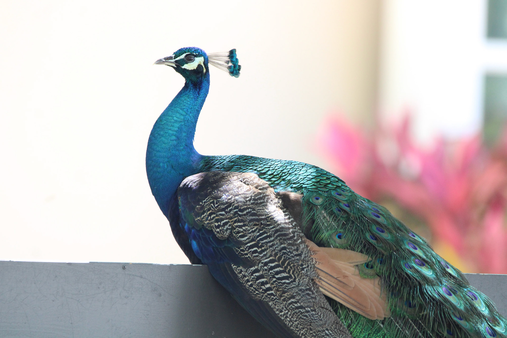 Indian Peafowl