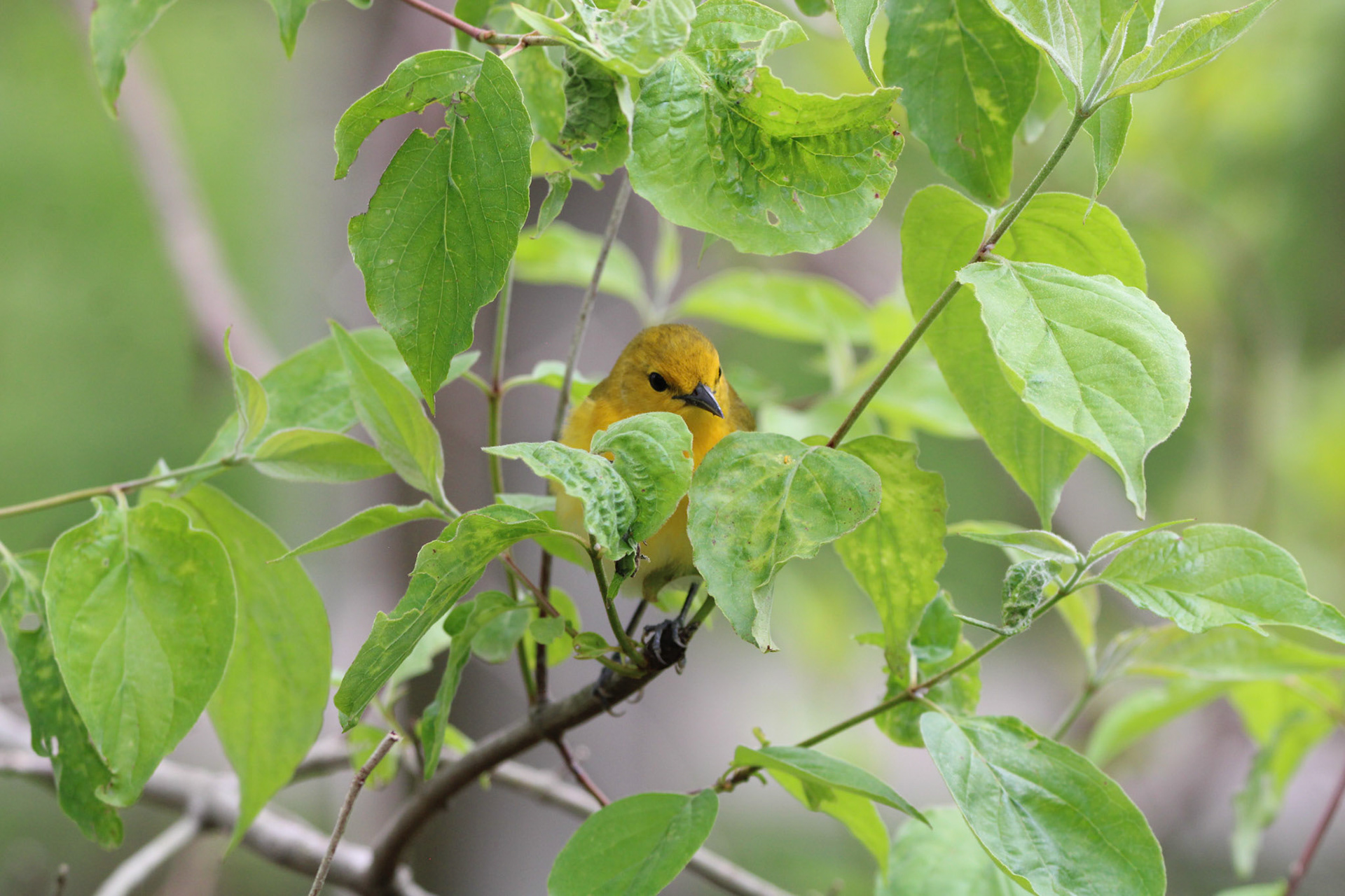 Prothonotary Warbler