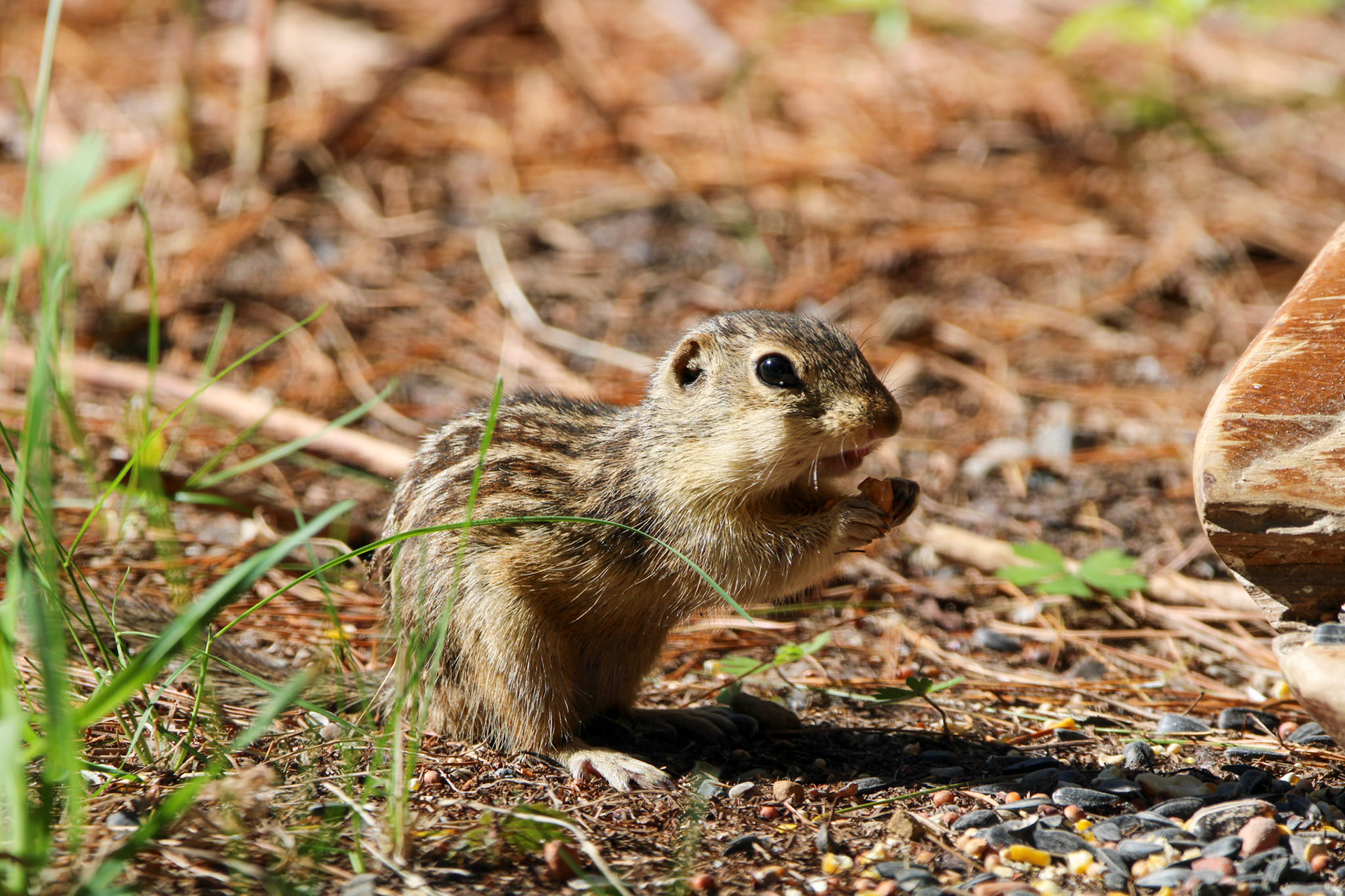 13-Lined Ground Squirrel