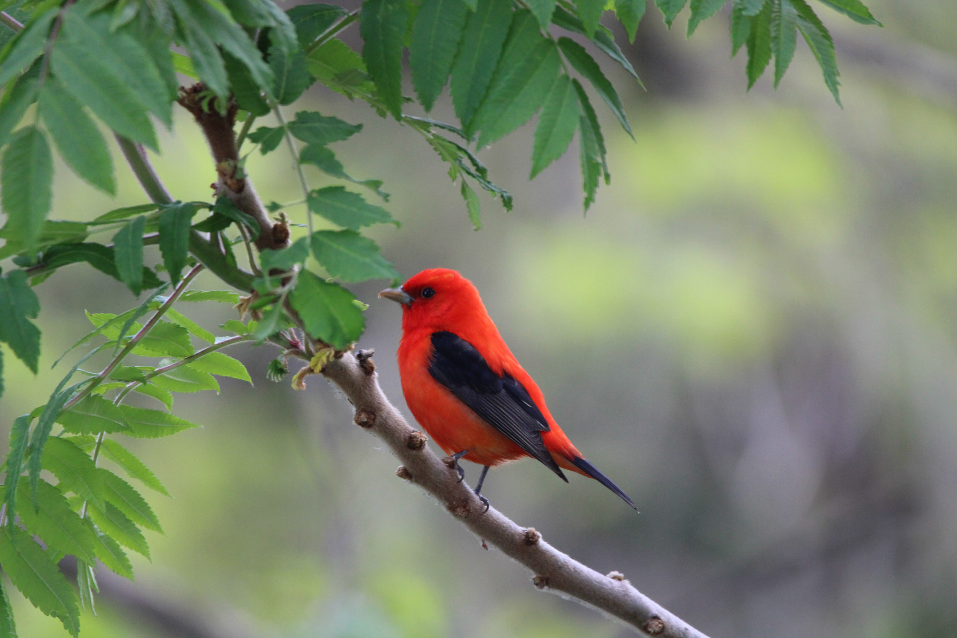 Scarlet Tanager