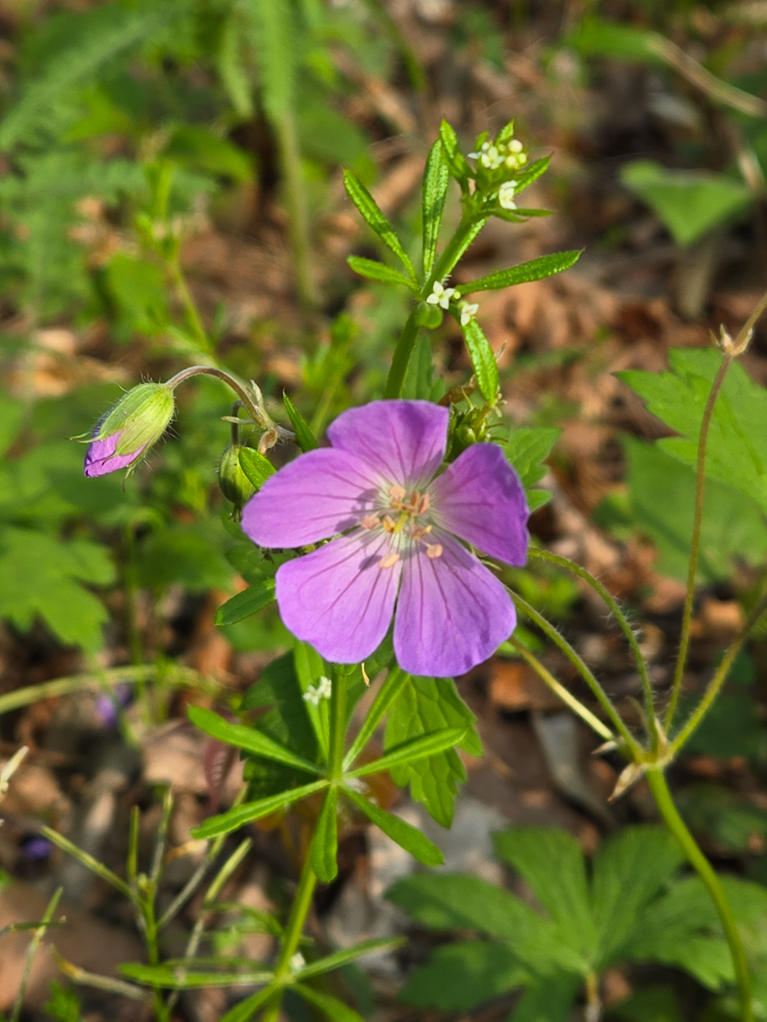 Wild Geranium