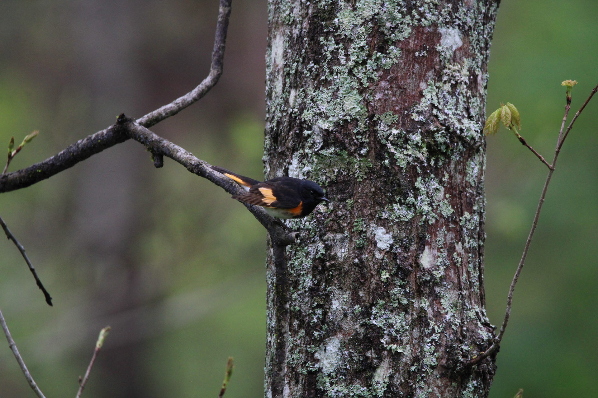 American Redstart